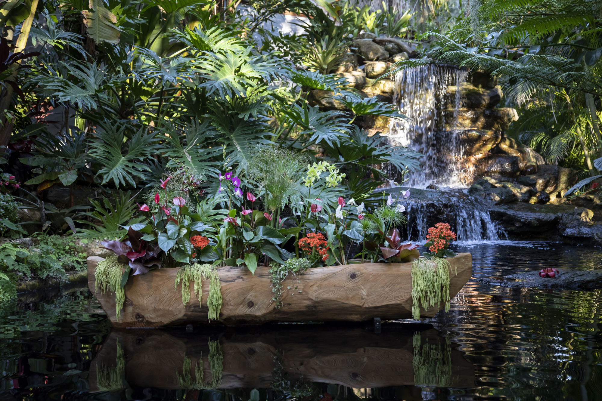 The koi pond now features canoes, Tikis and a waterfall for the exhibit. Photo courtesy Marie Selby Botanical Gardens
