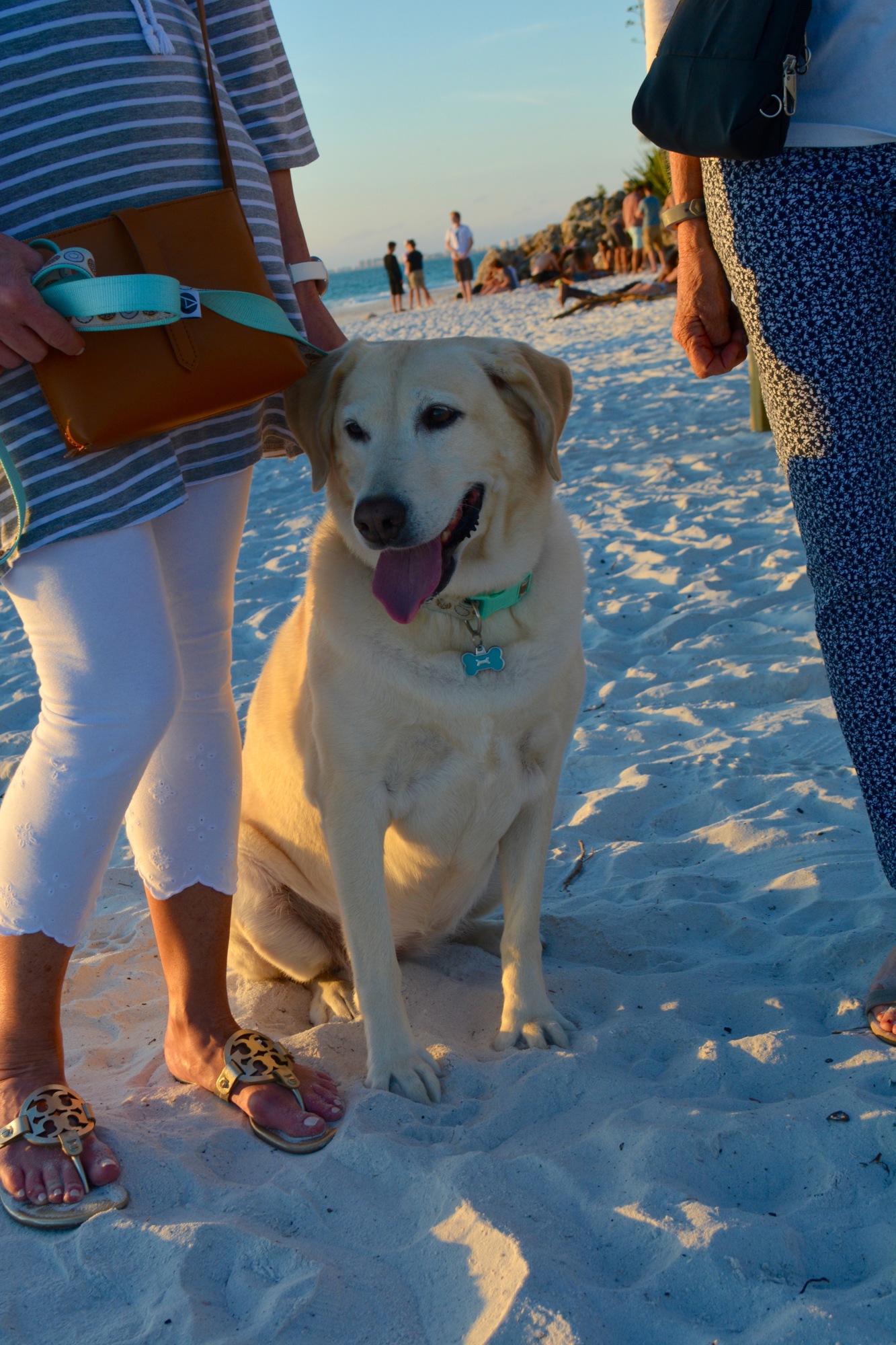 8-year-old yellow lab Gracie enjoys her first visit to Siesta Key Beach.