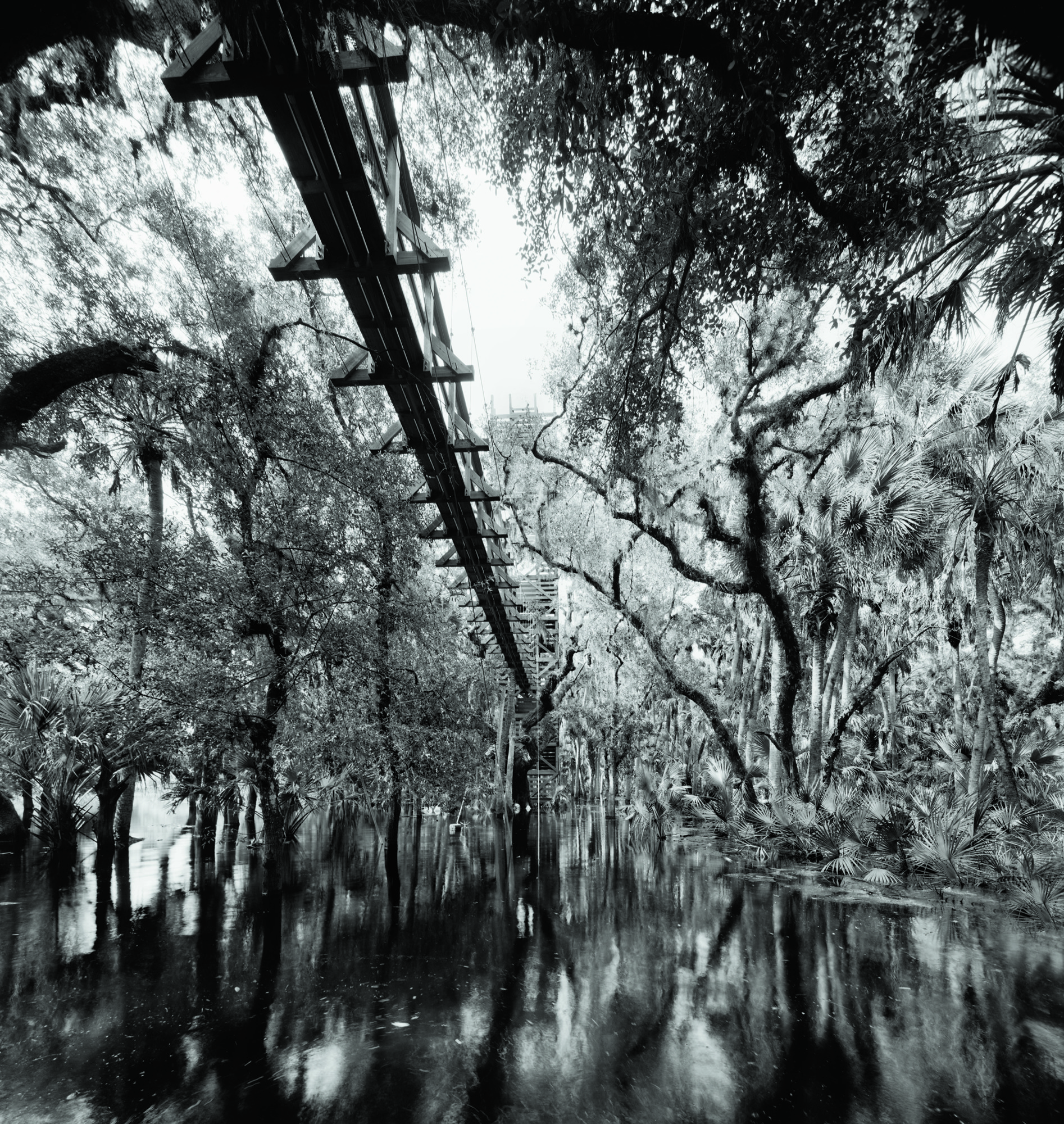 The Myakka canopy is one of the most popular tourist attractions for visitors to the park. Photo by Clyde Butcher