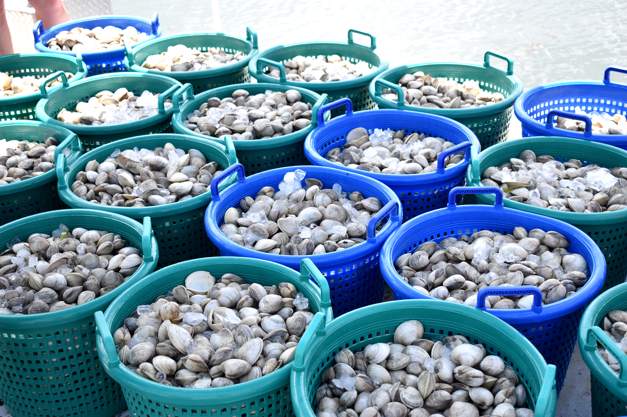 Sarasota Bay Watch and volunteers released 30,000 clams into the Bay on June 16.