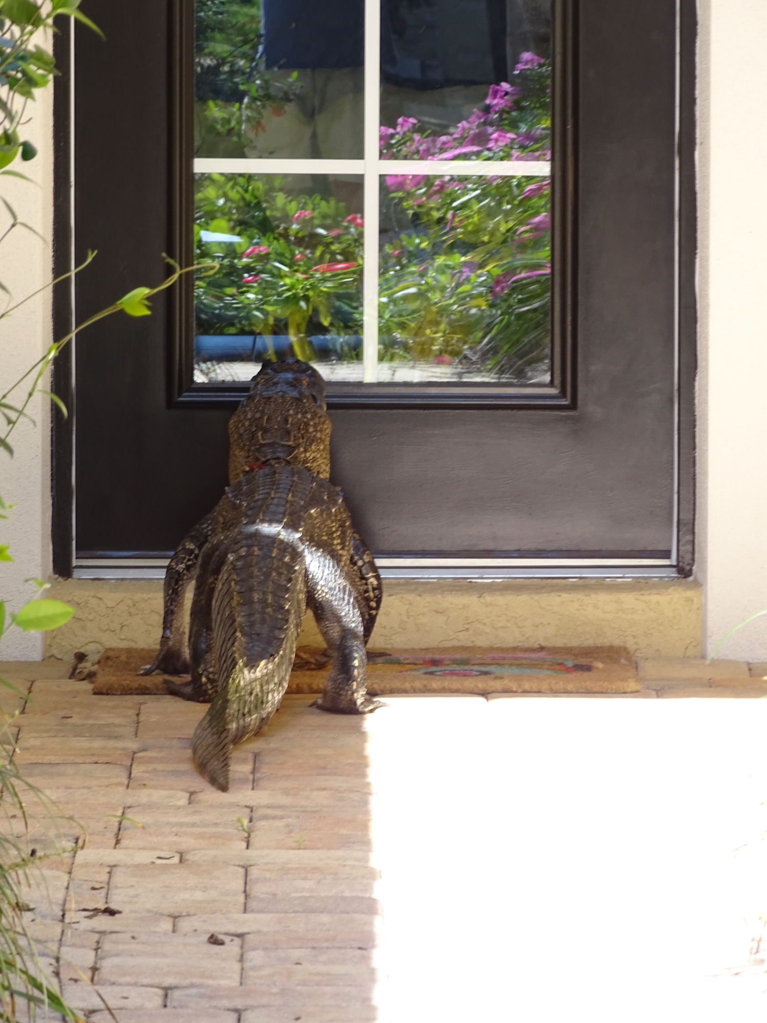 A six-foot long alligator peeks at his own reflection in the door of a Lakewood Ranch home.