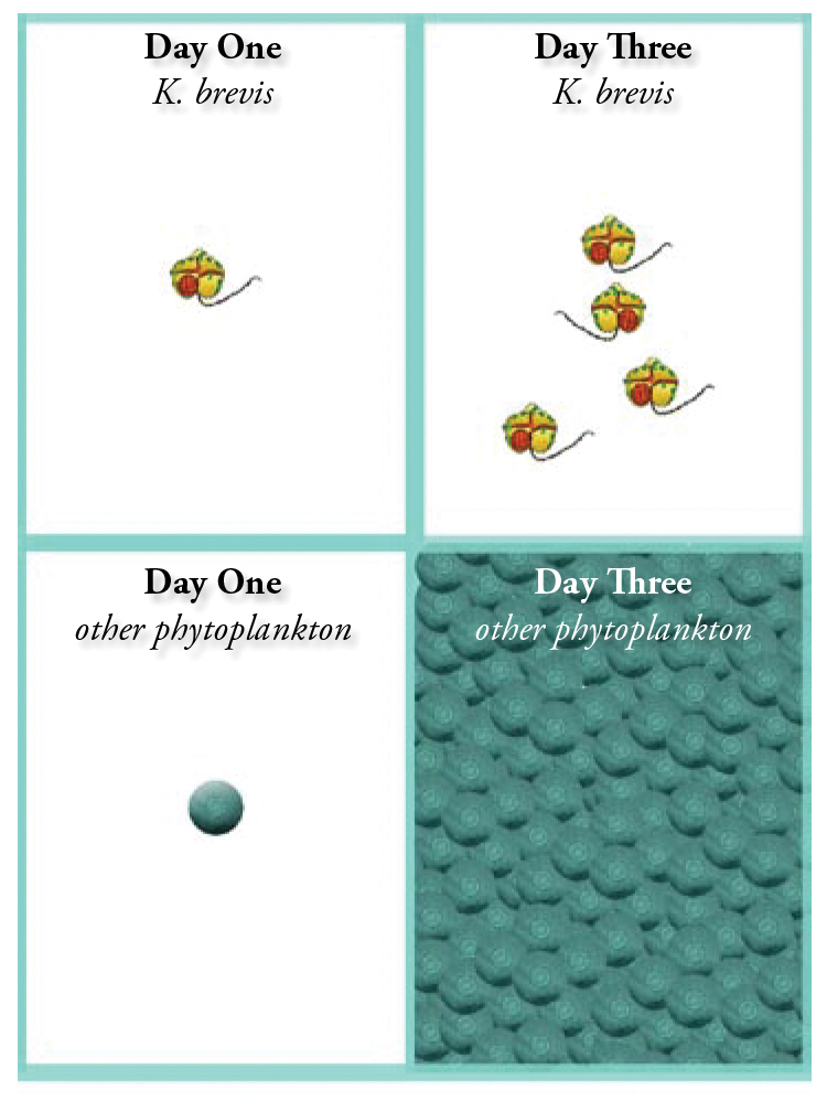 This graphic from a report published by Mote Marine Laboratory in August 2007 shows how Karenia brevis grows more slowly than other phytoplankton. Scientists remain puzzled by how K. brevis is so successful in outcompeting other o