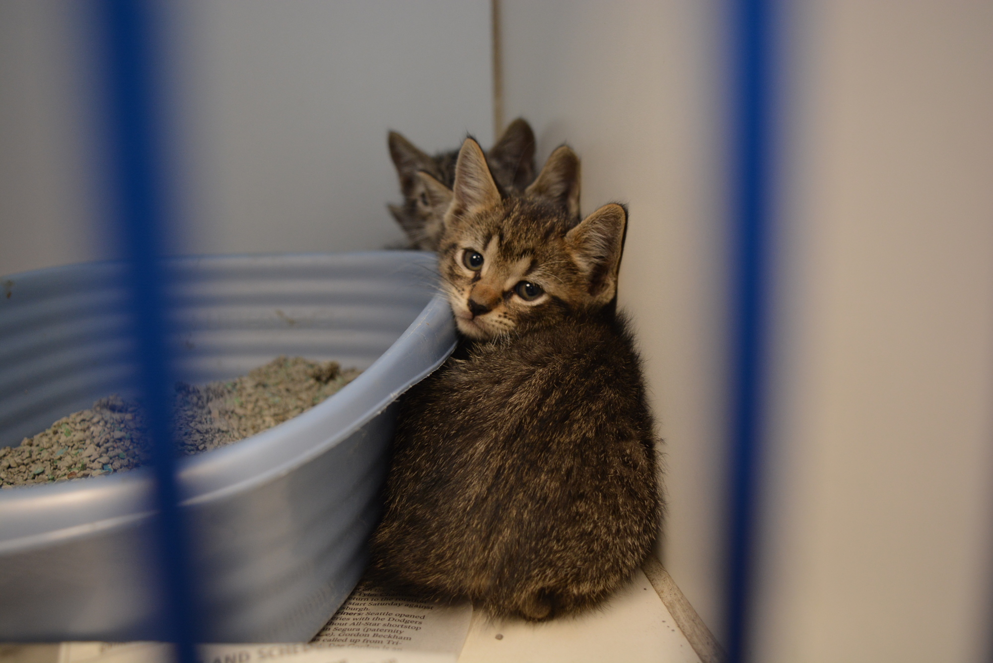 Animal Services has more kittens than normal because it is cat breeding season. The kittens have been relocated temporarily as the room in which they normally are held is remediated because of mold.