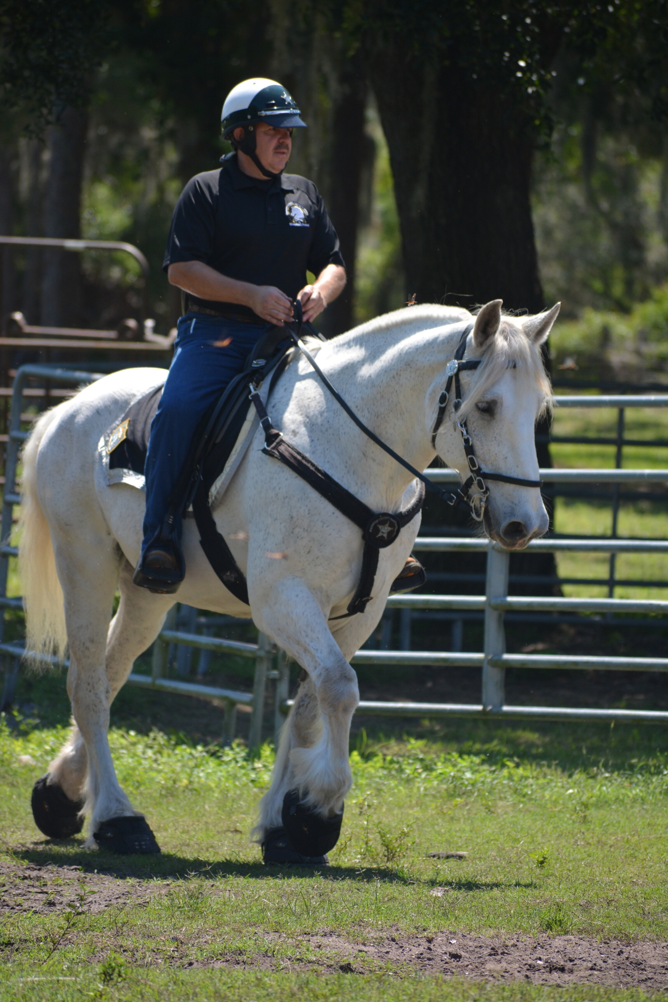 Kevin Vreeland gives Pete, a 1,700-pound Percheron, exercise at the Florida Sheriffs Youth Ranch