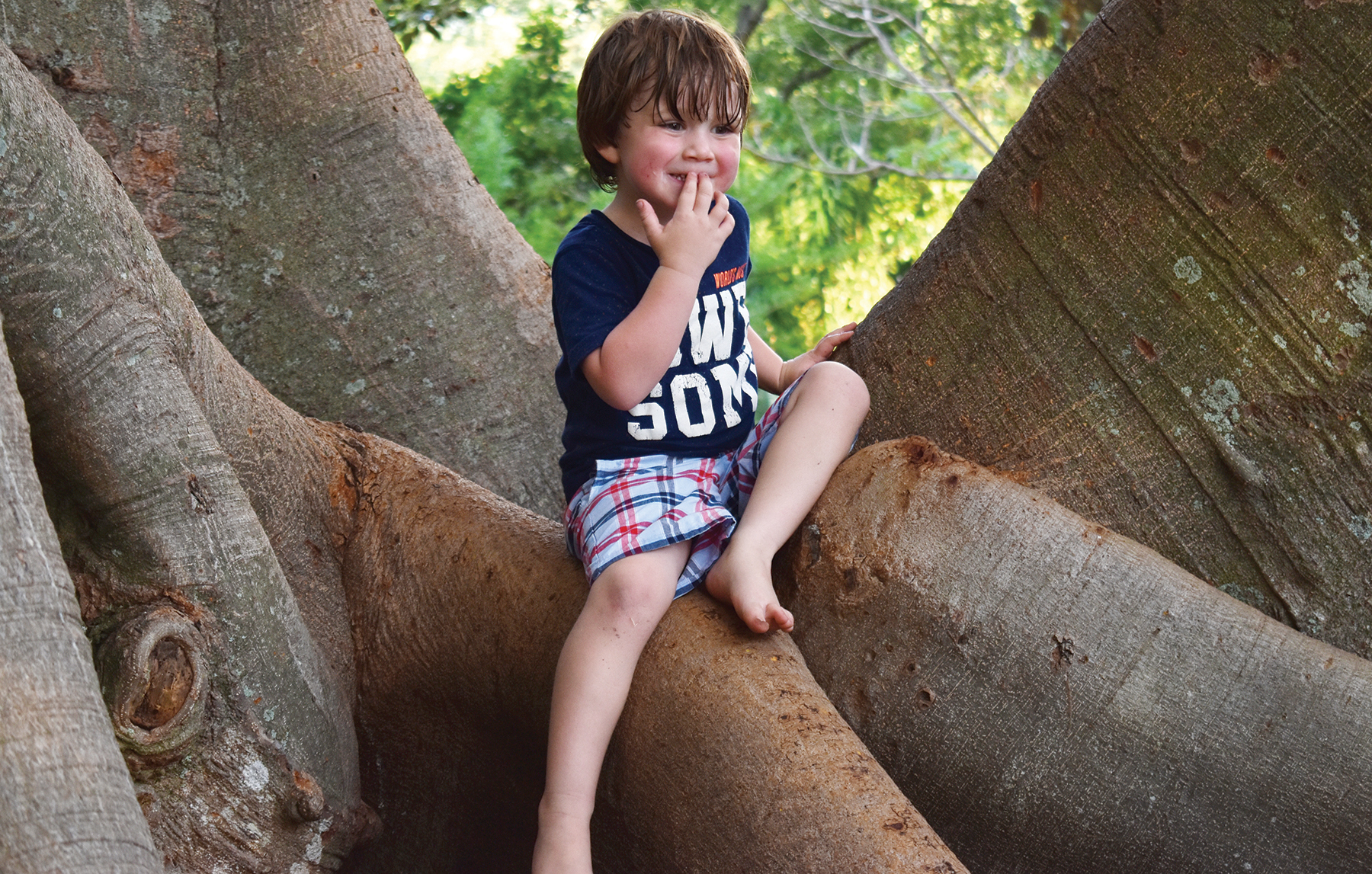 Oliver Schaible takes a rest after climbing the big banyan tree on the great lawn of Marie Selby Botanical Garden.