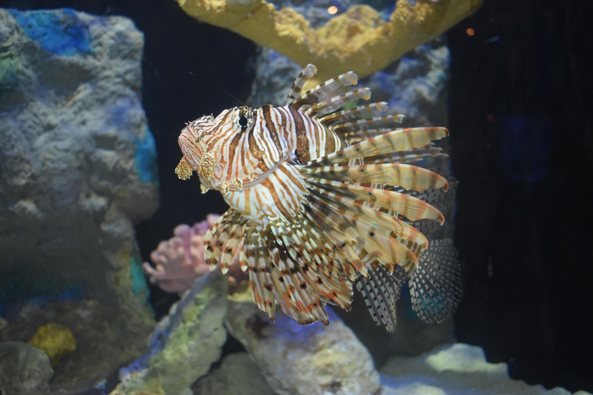 Lionfish derbies like the one July 12–14 in Sarasota aim to cut back on the invasive species' presence in these waters.