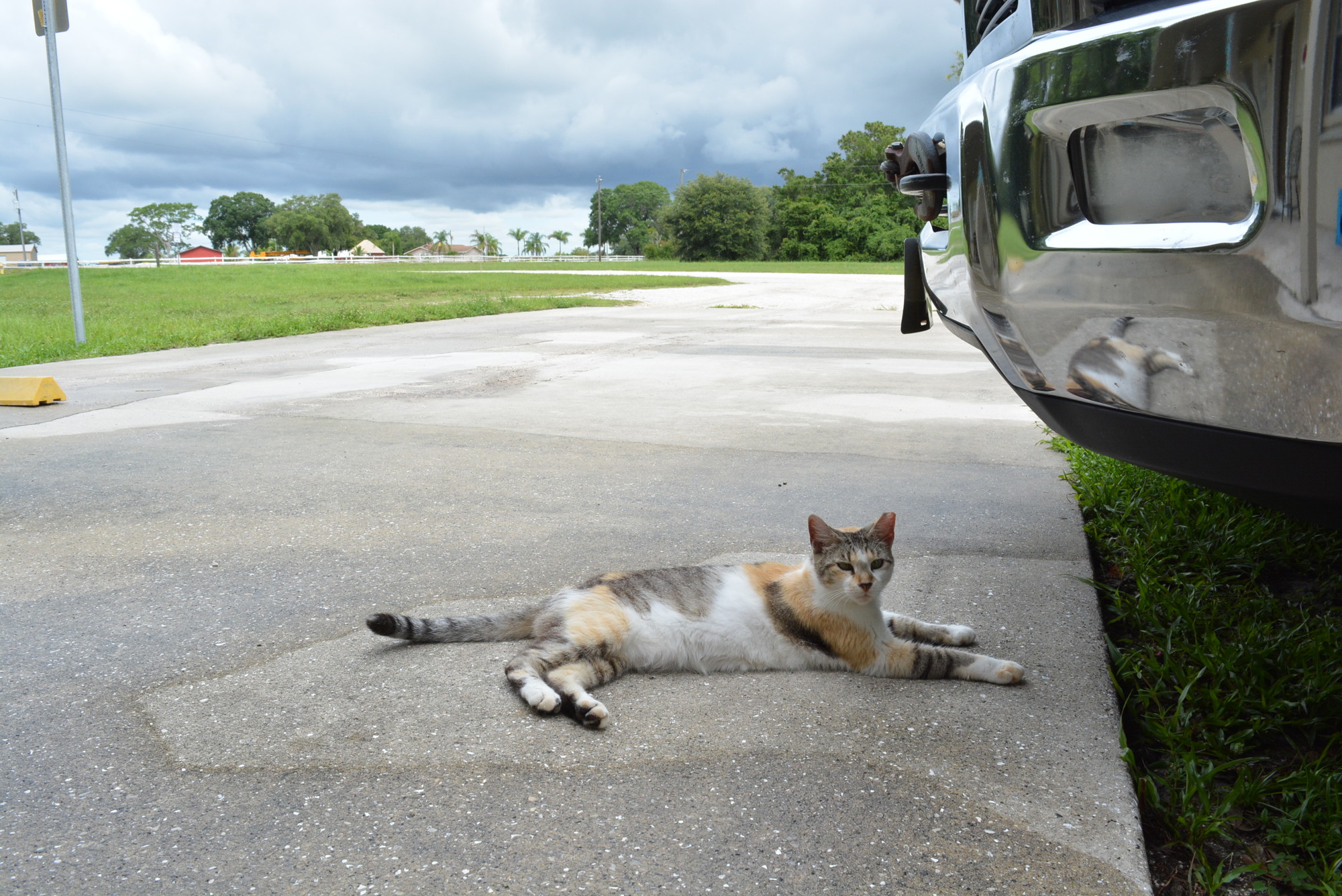 Ginger, the most social of six community cats at Manatee County EMS Station 5, relaxes in the shade. She likes to be around people but prefers to live outside.