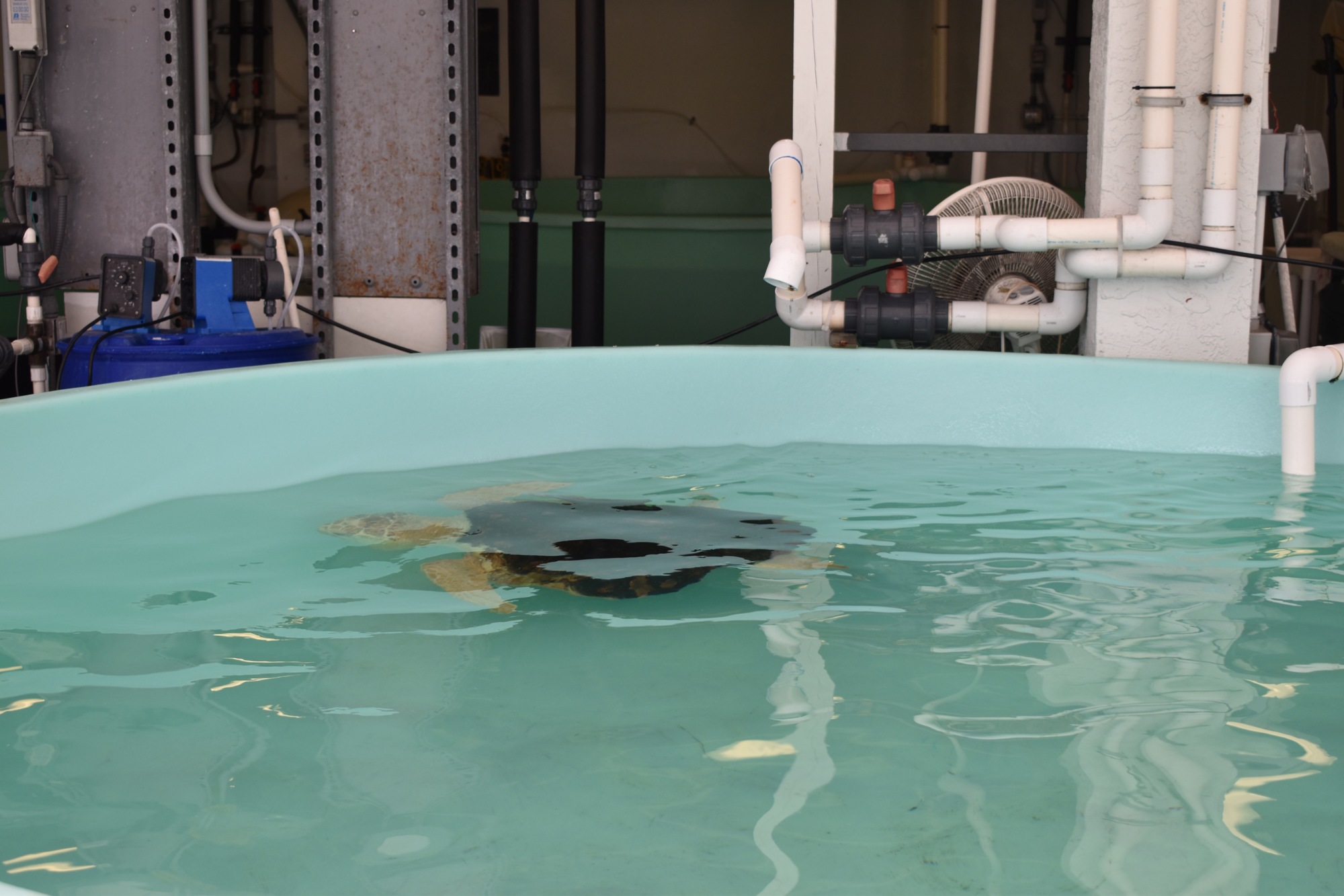 One of Mote's rescued turtles has the pool to itself in turtle hospital. 