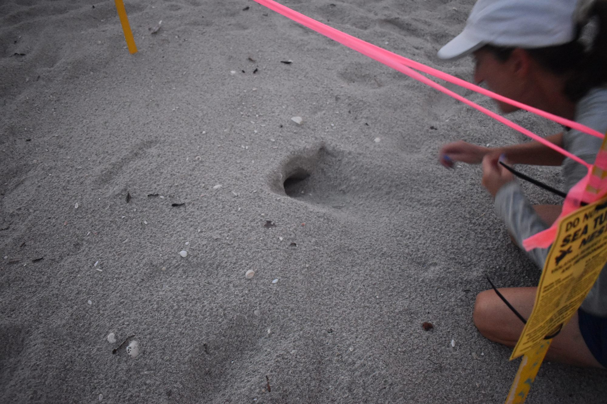 Cyndi Seamon inspects whether turtles hatched or something got into the nest.