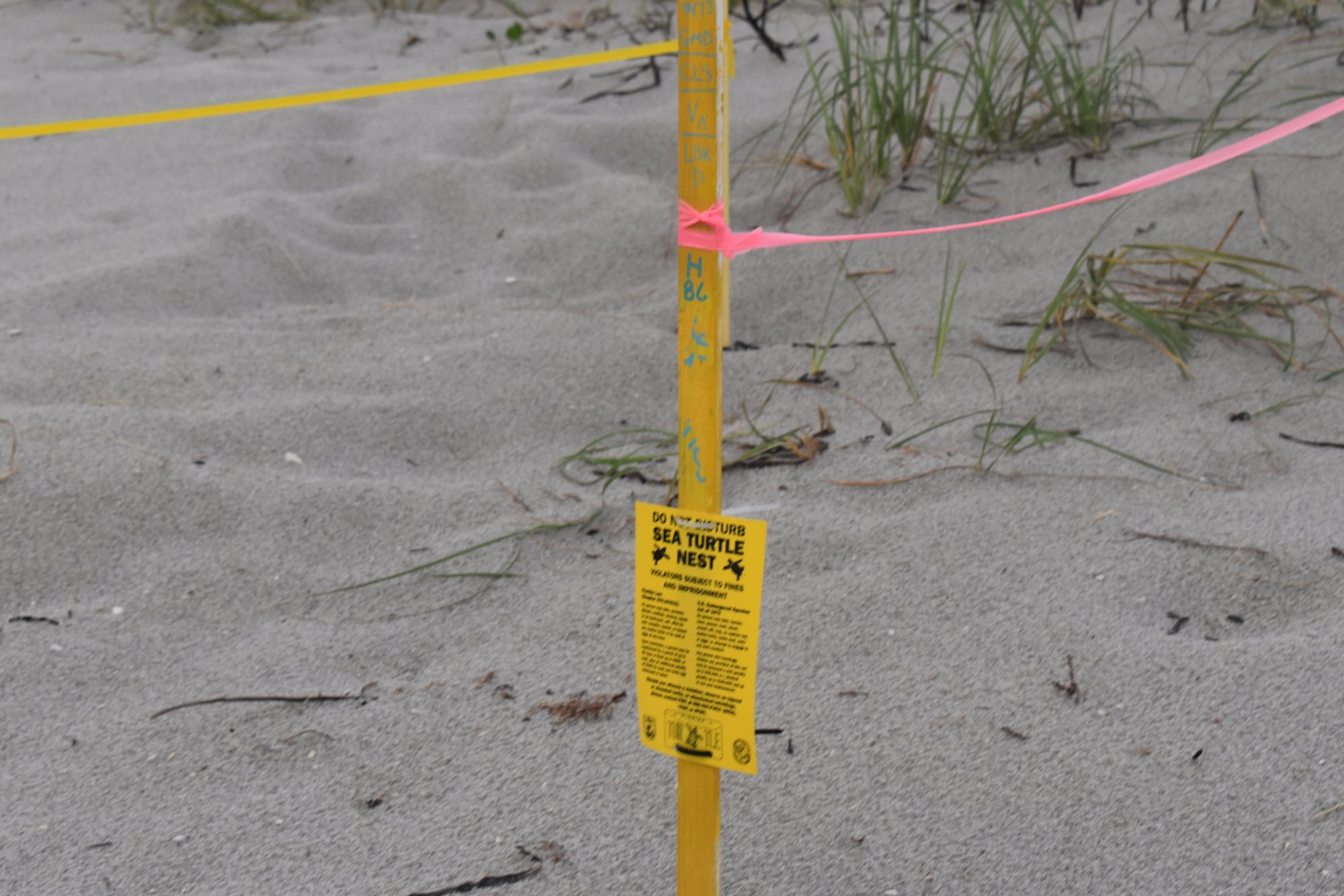 A stake for a turtle nest. The codes on the stake indicate different things to Turtle Watchers.