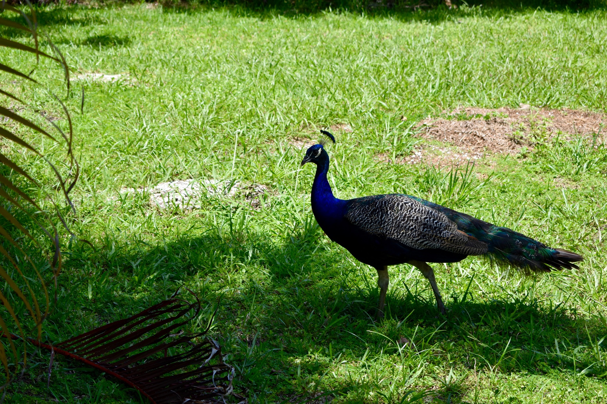 A peacock hangs out in the village on July 18. Photo by Sten Spinella. 