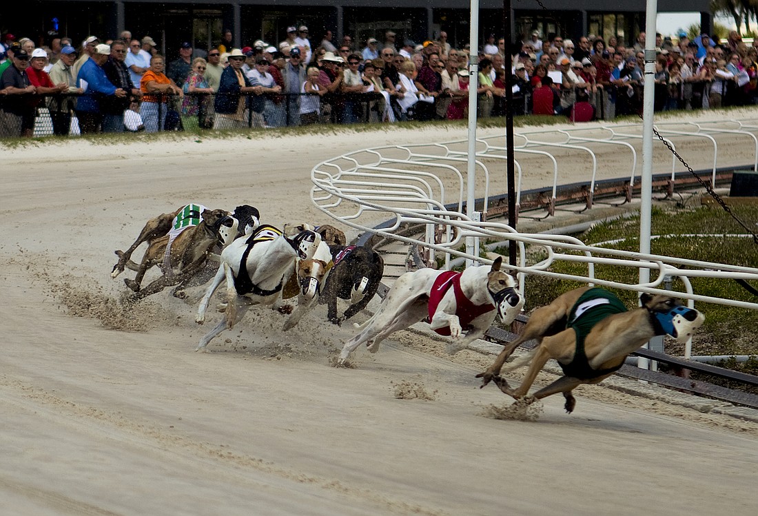 what does a dog track look like