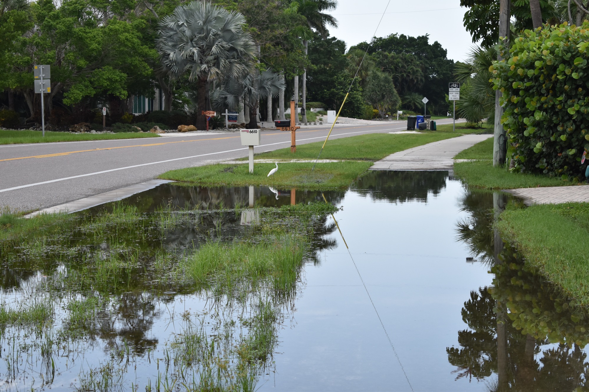 Along Gulf of Mexico Drive on Monday, August 19, 2019. Photo by Sten Spinella.