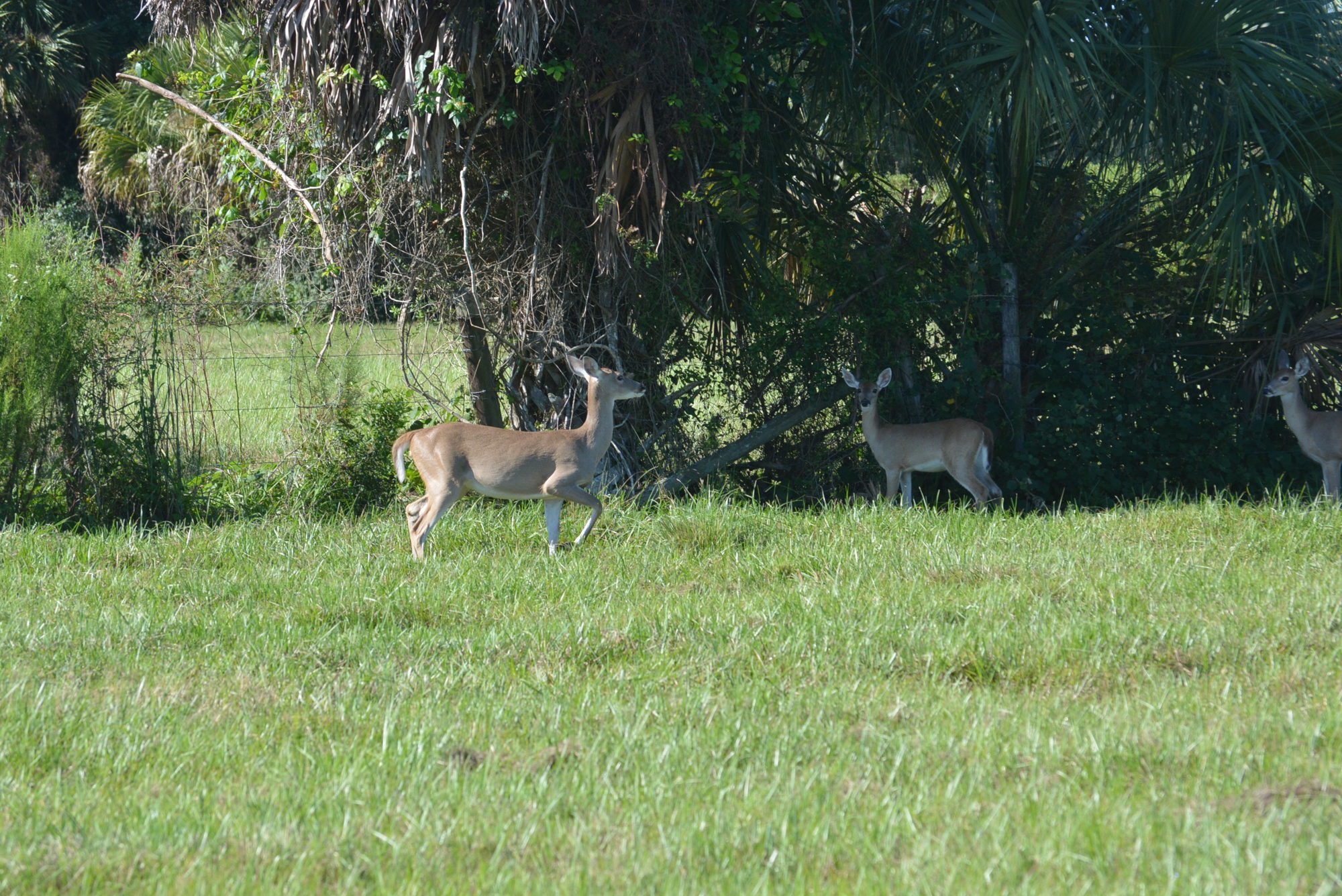 Deer and other wildlife benefit from well-managed ranch lands, says rancher Jim Strickland.