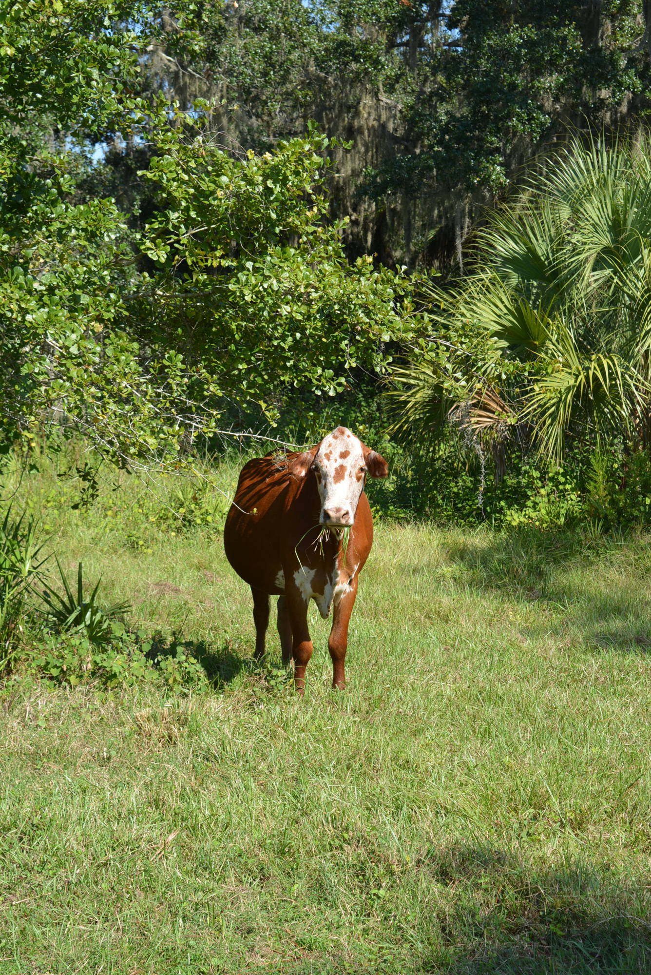 About 800 head of cattle roam free at Blackbeard's Ranch in Myakka.