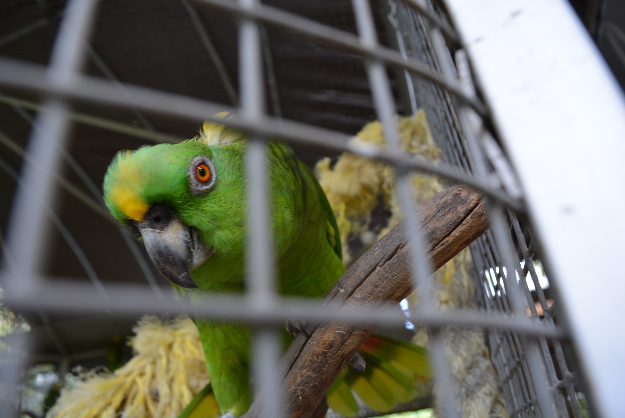 An Amazon parrot climbs and plays at Birds of Paradise