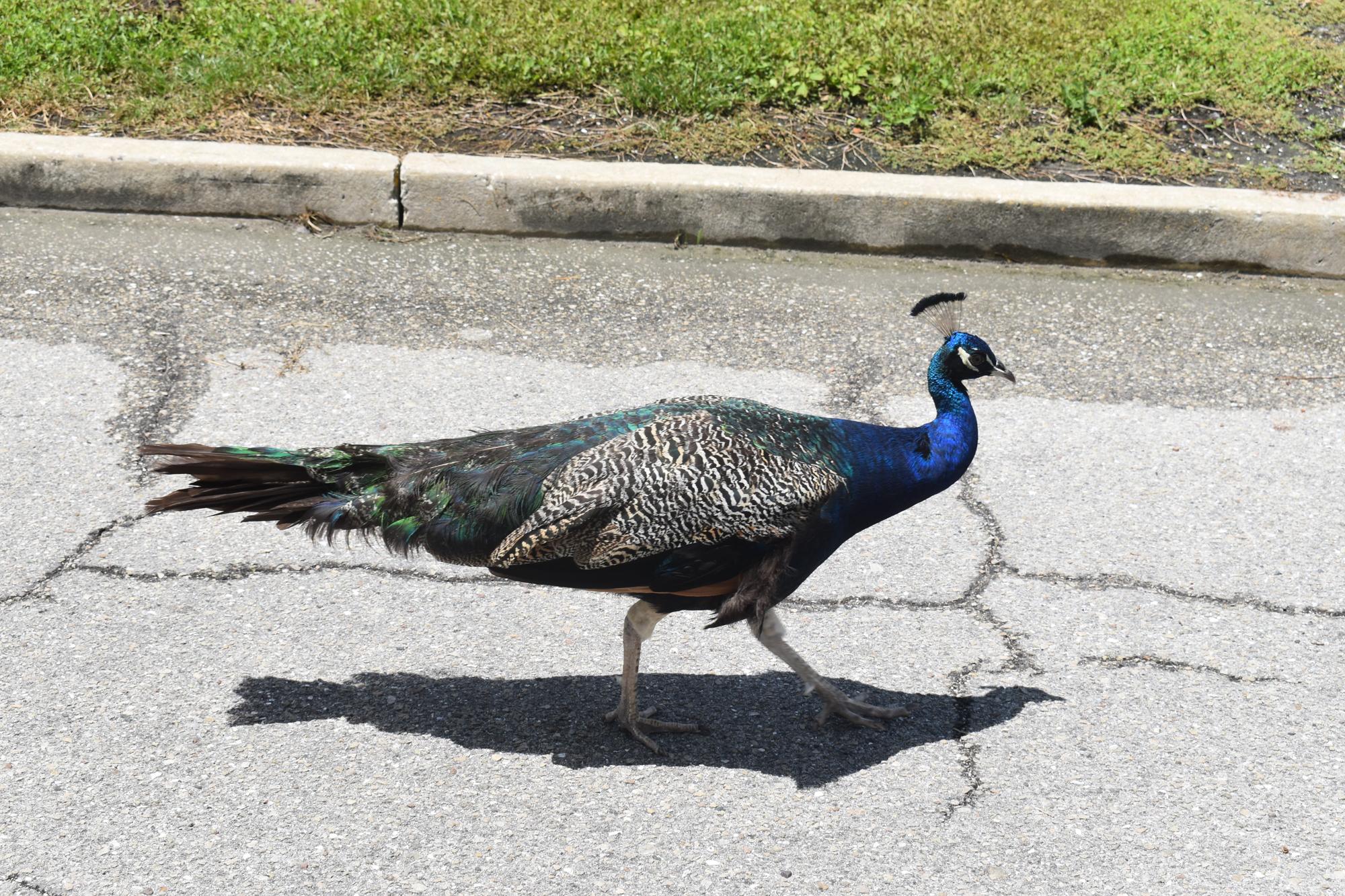 Peacocks in Longbeach Village became controversial again when a young resident wrote a letter.