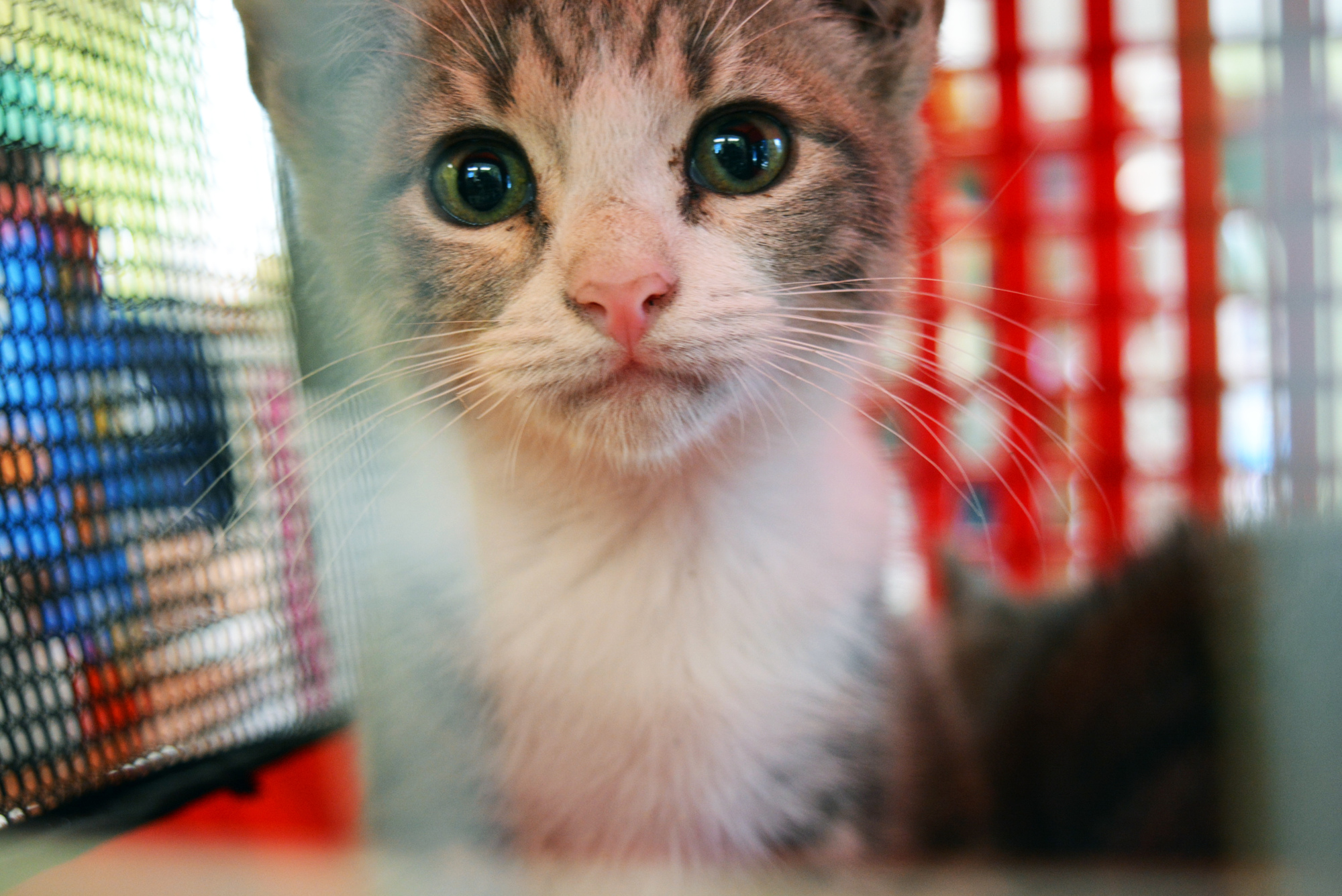 This kitten was in foster care and now is ready for adoption.