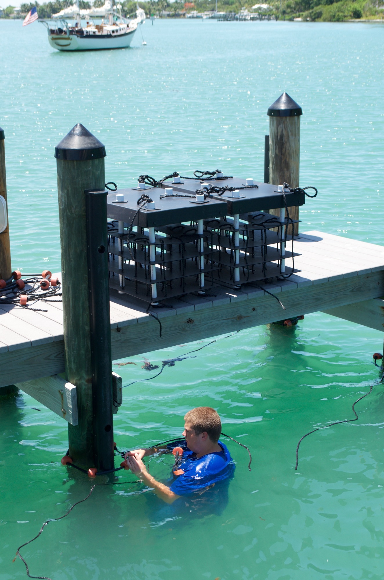 Mini reefs are installed in the water under the docks of Mar Vista Dockside.