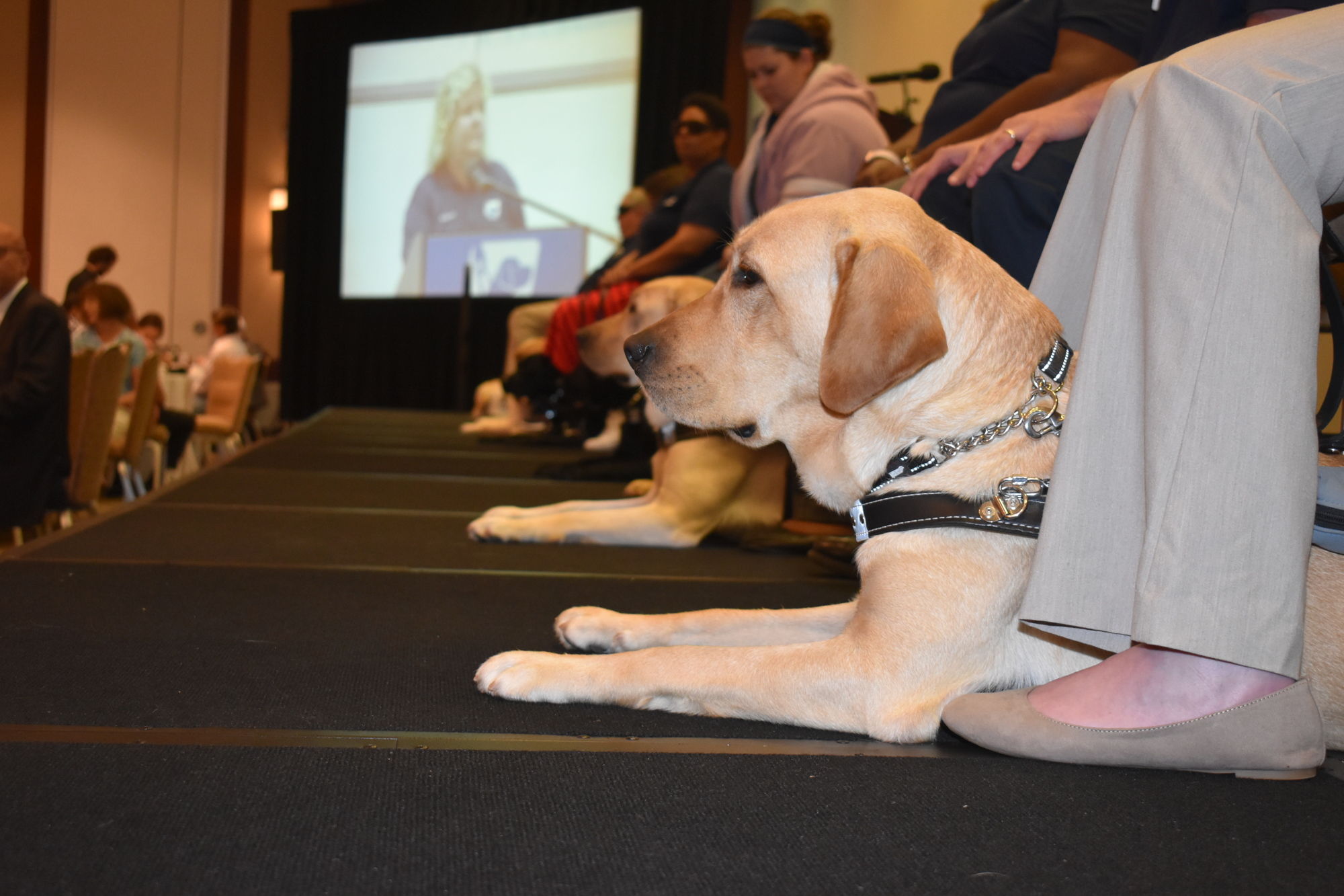 Southeastern Guide Dogs held a graduation ceremony for its newest class. 