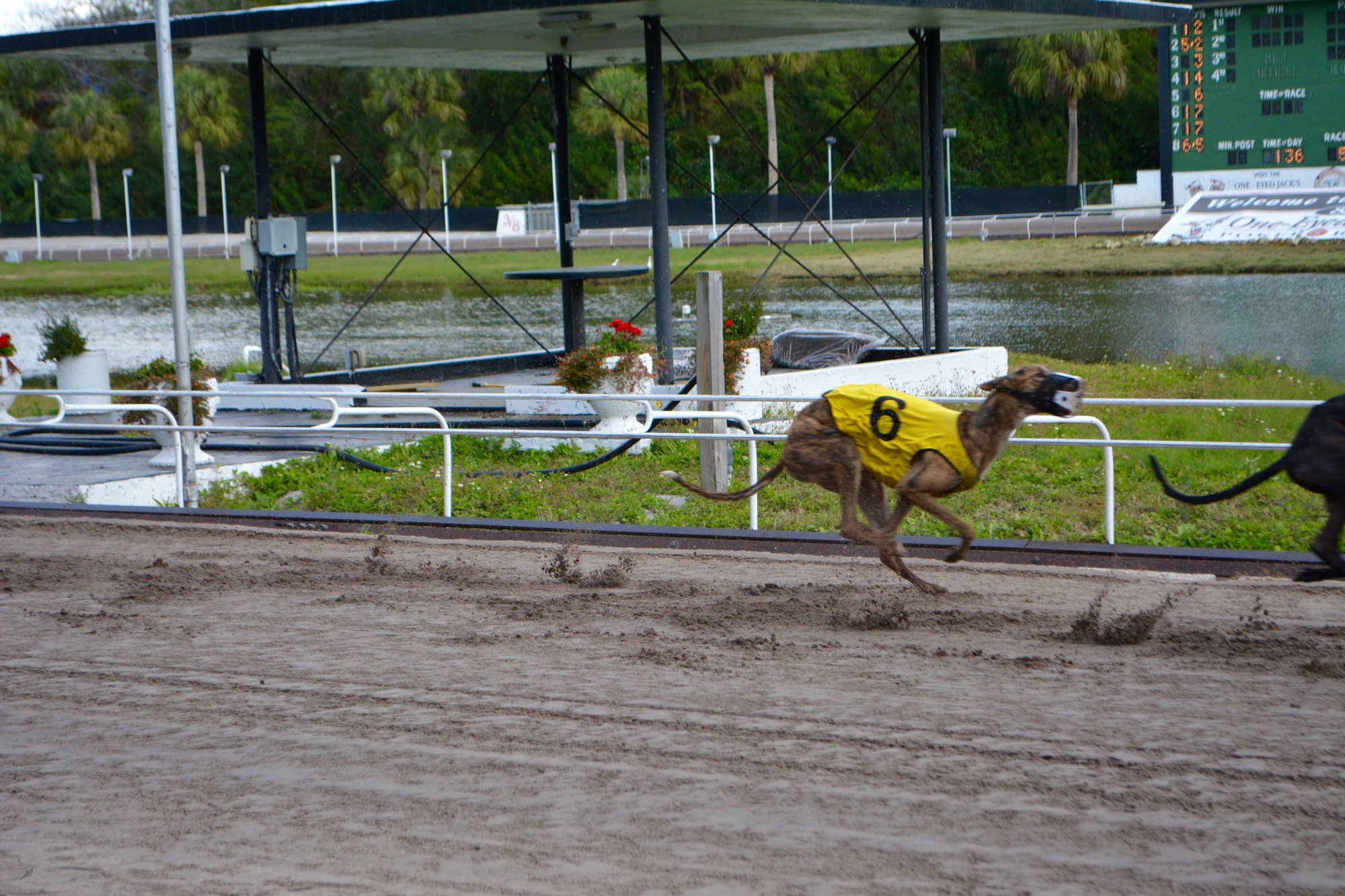Dog racing came to an end in Sarasota in May. 