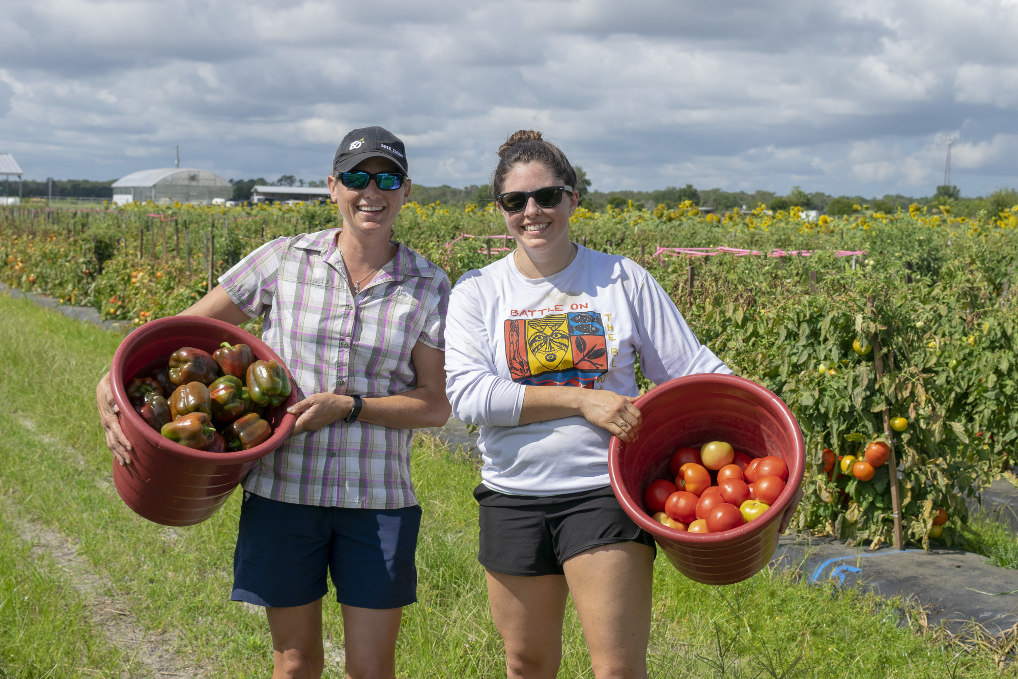 Rebecca Hirshberg, Enza Zaden breeding coordinator, alongside Rebecca Brey, executive director of Transition Sarasota, during gleaning efforts in early June. Produce from the gleaning was donated to The Food Bank of Manatee.