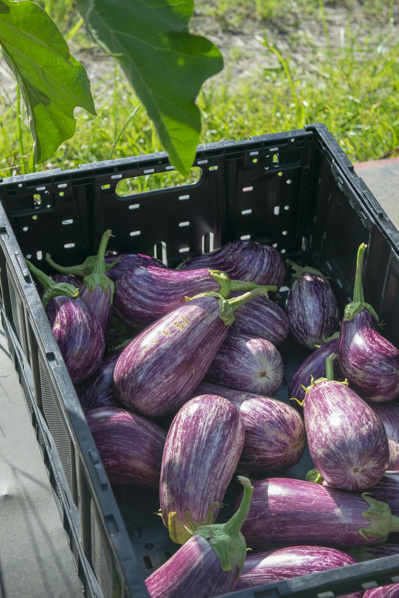 If not for the Transition gleaning, these eggplant would be left to rot in the field or tilled back into the soil.