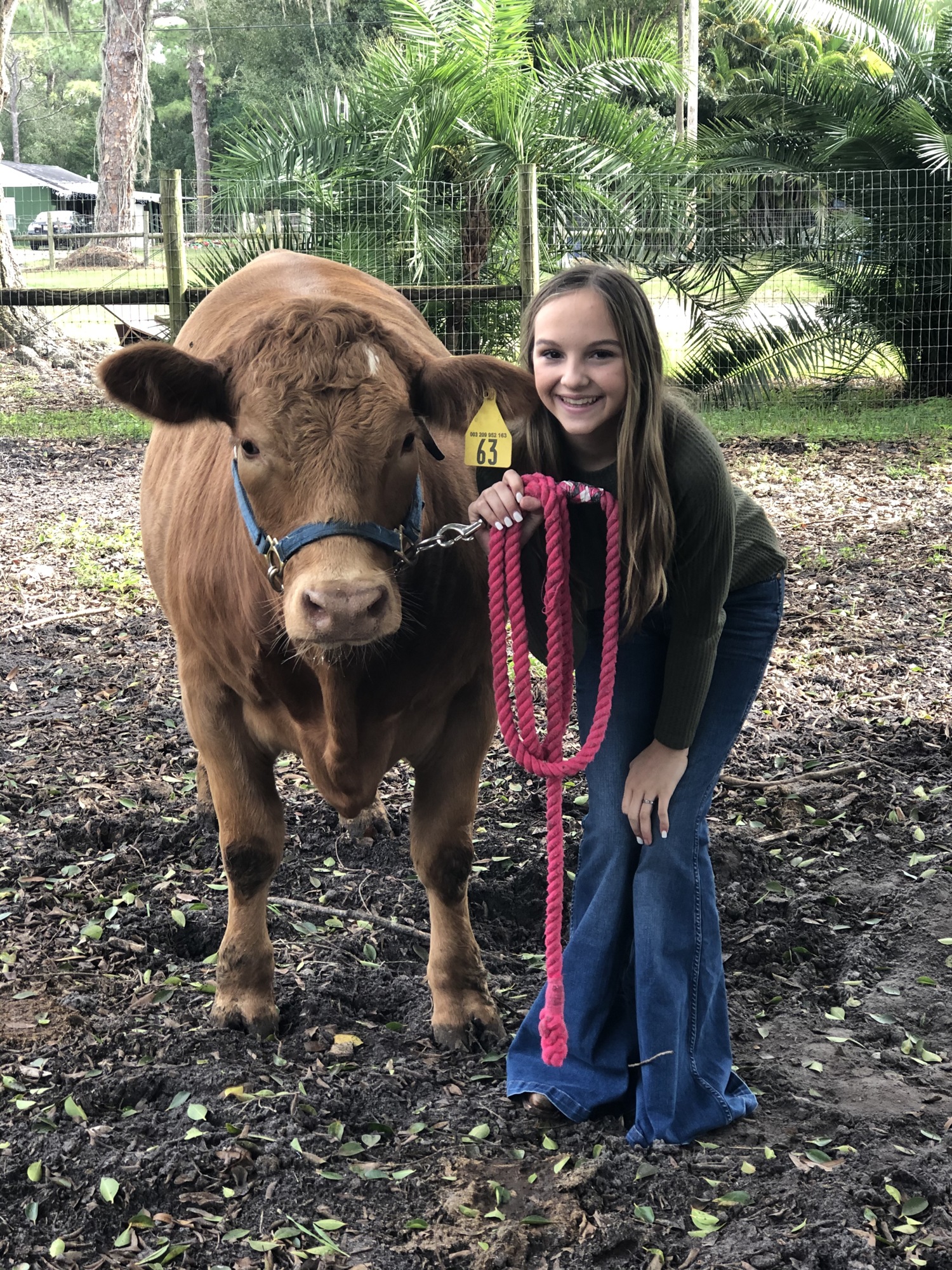 Shaylynn Davis, a sophomore at Braden River High School, purchased her steer, Cleetus, from her grandfather, Jim Parks. Davis will show Cleetus at the Manatee County Fair this year. Courtesy photo.