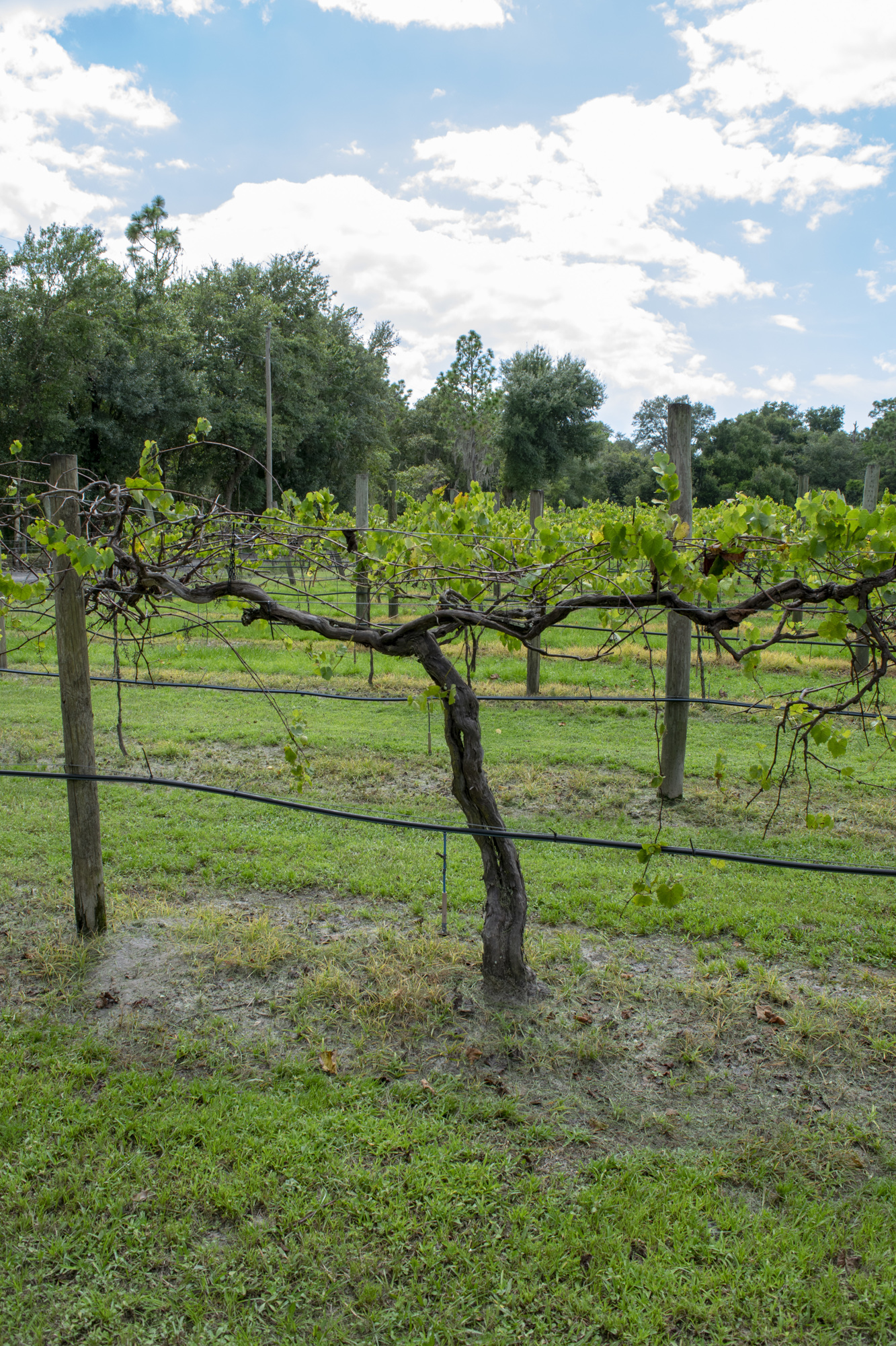 The Grand Papi: One of the oldest vines at the vineyard, “Gran Papi” is rumored to be the first vine planted on the property by Antonio Fiorelli and is estimated to be about 23 years old. Although the elder still produces grapes,