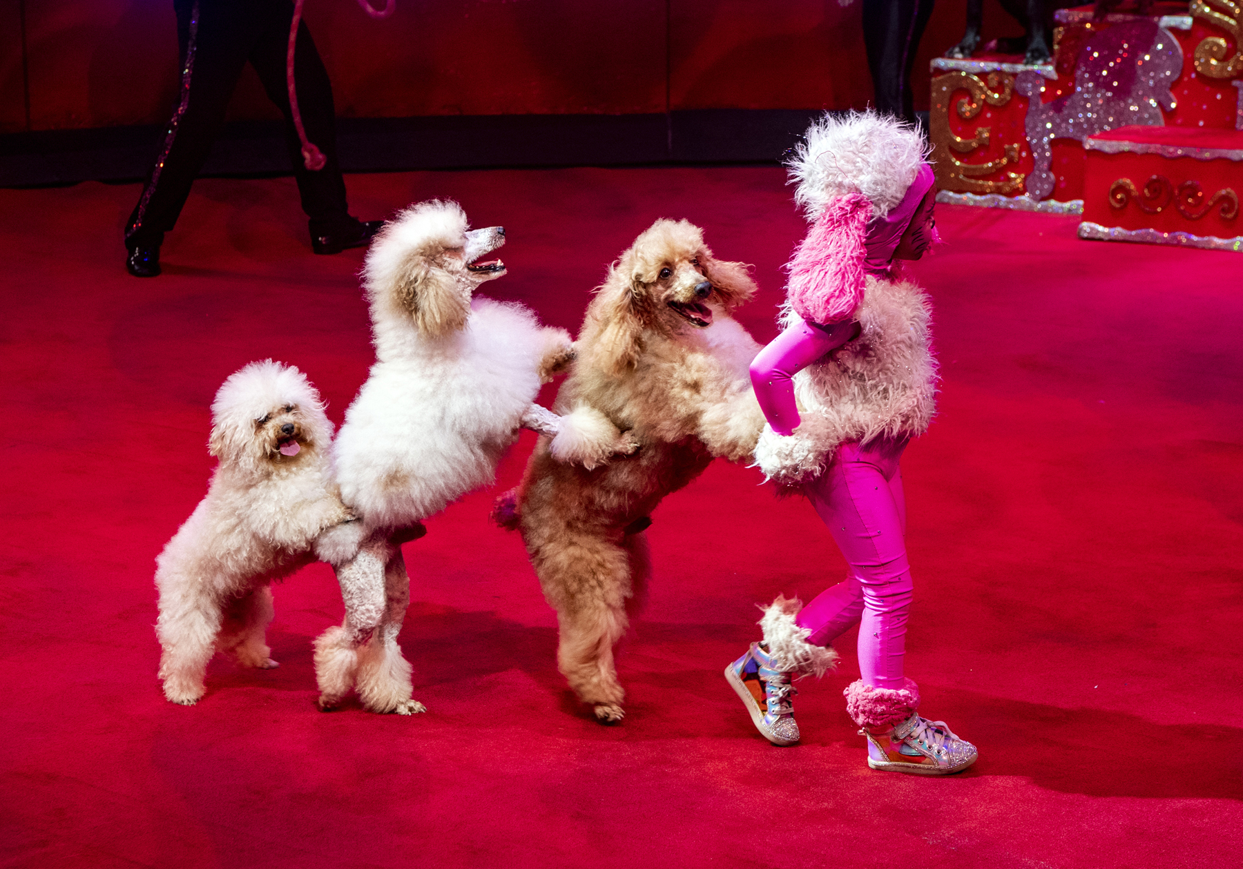 Everyone wants to be in showbiz. An infiltrator looks to have joined the Dominguez Poodles.