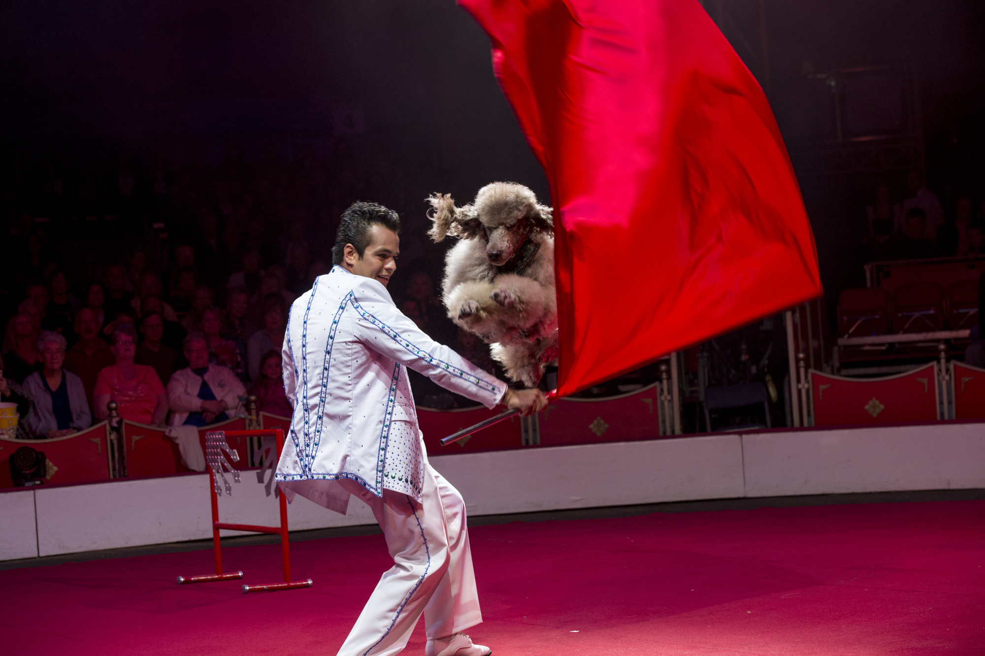 The Dominguez Poodles exemplify Circus Sarasota's longtime policy of conscientious treatment of animals, a trend they were ahead of the curve on.