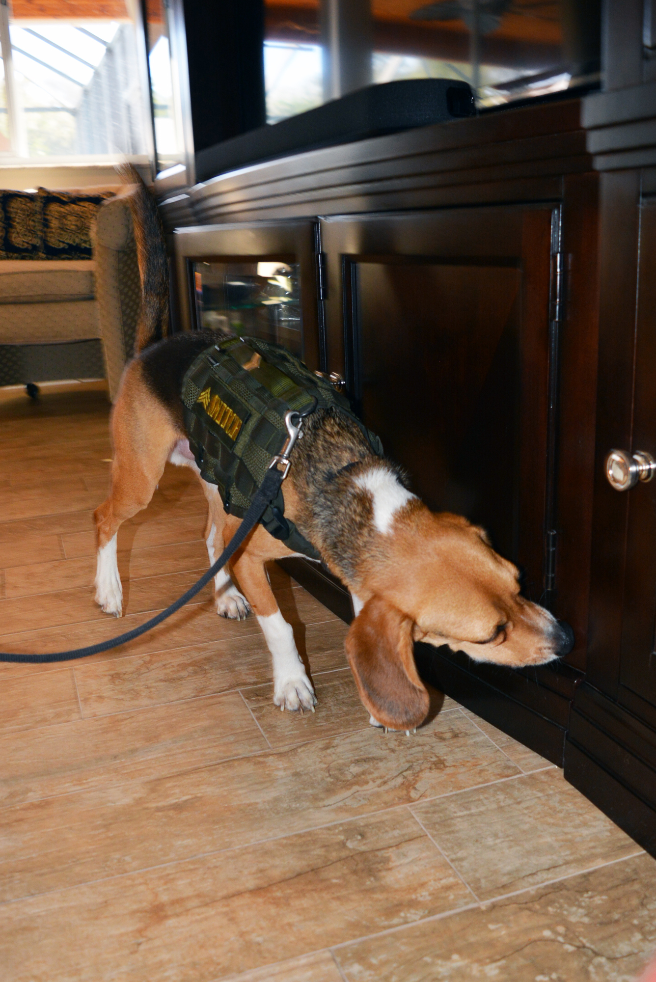 Sgt. Snitch is trained to find live termites, as well as bed bugs.
