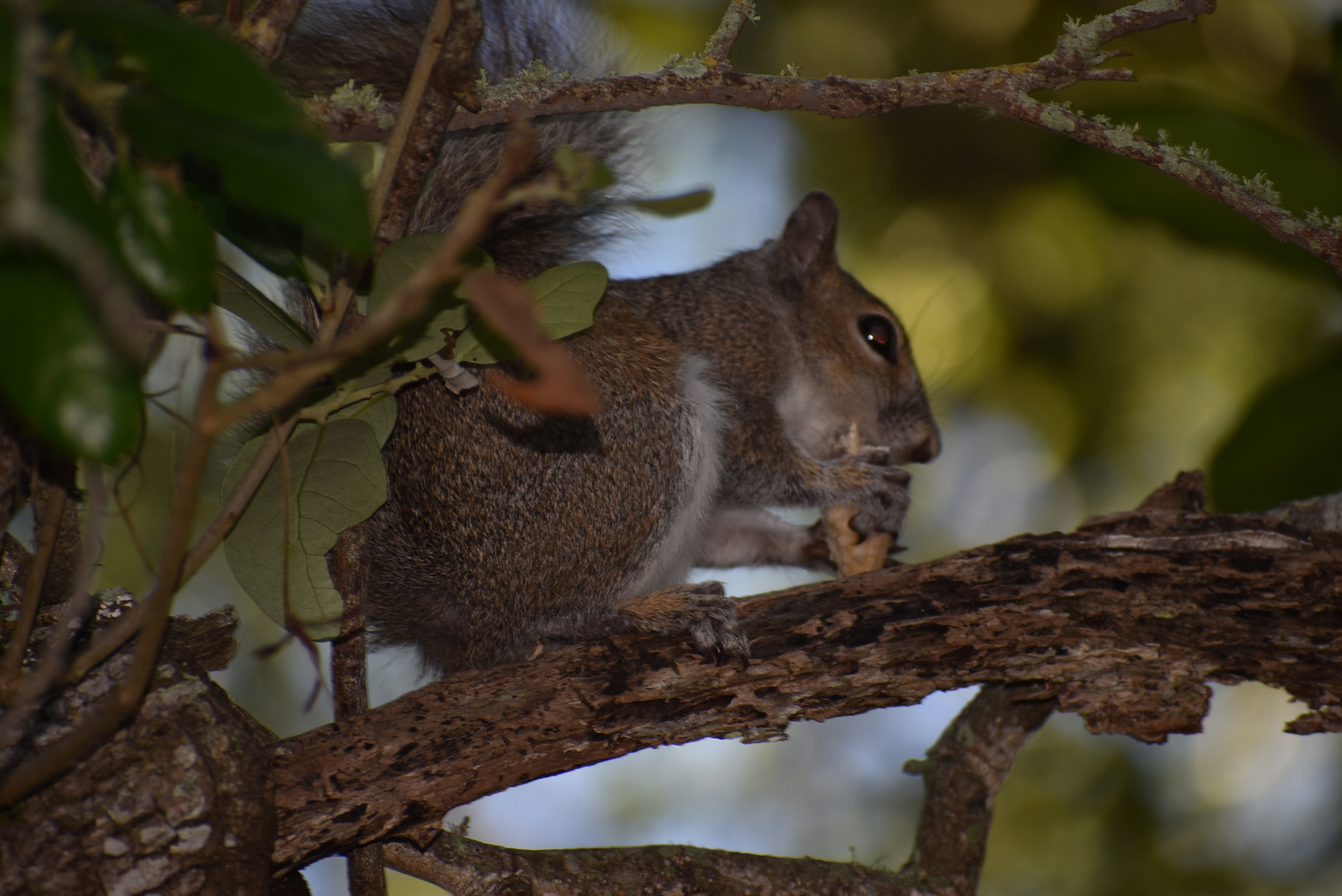At Bicentennial Park, squirrels and lizards may be the only other living beings you see.
