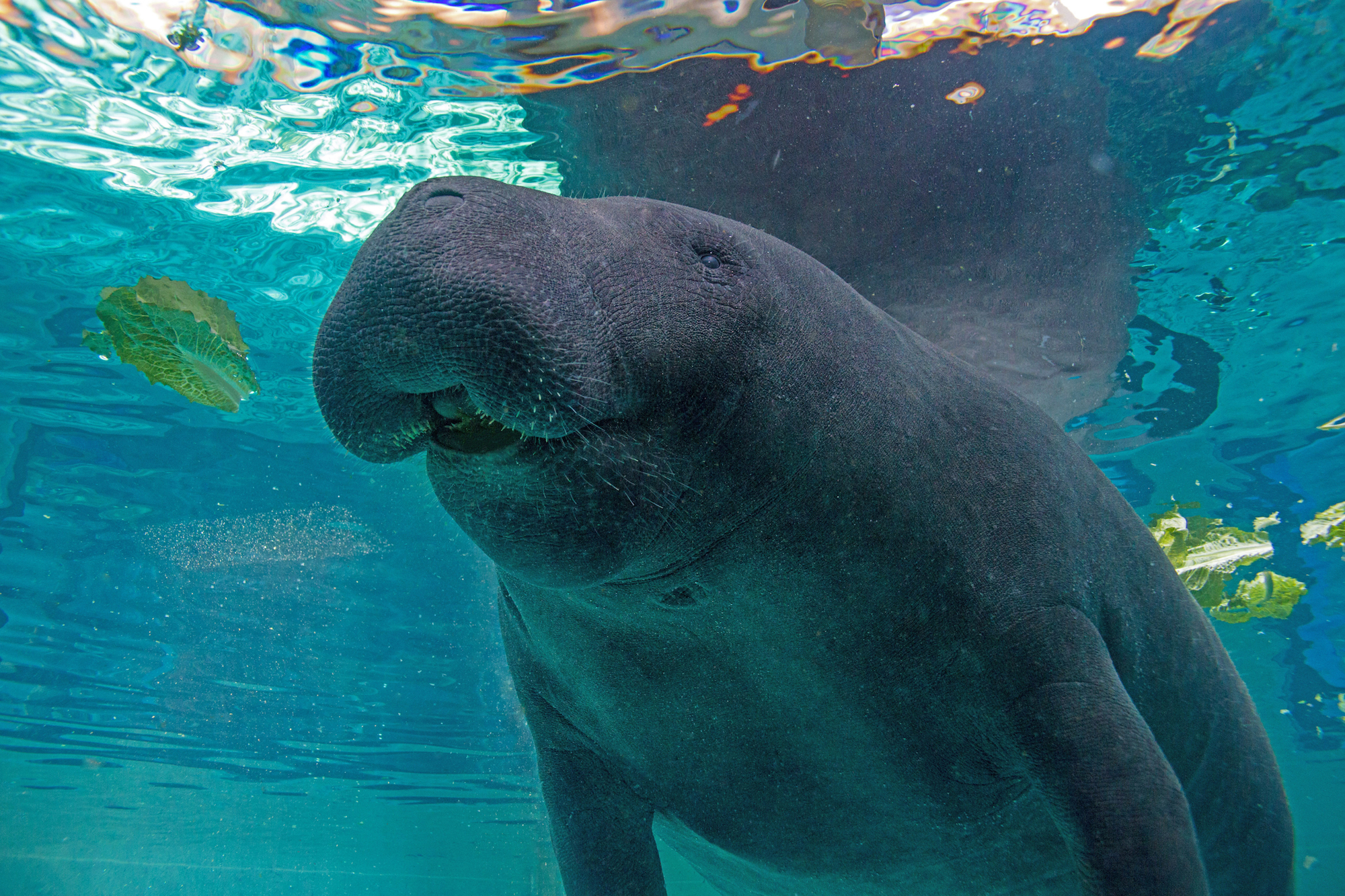 Watching the Mote manatees swim in circles is way better than binge watching another TV show, right?