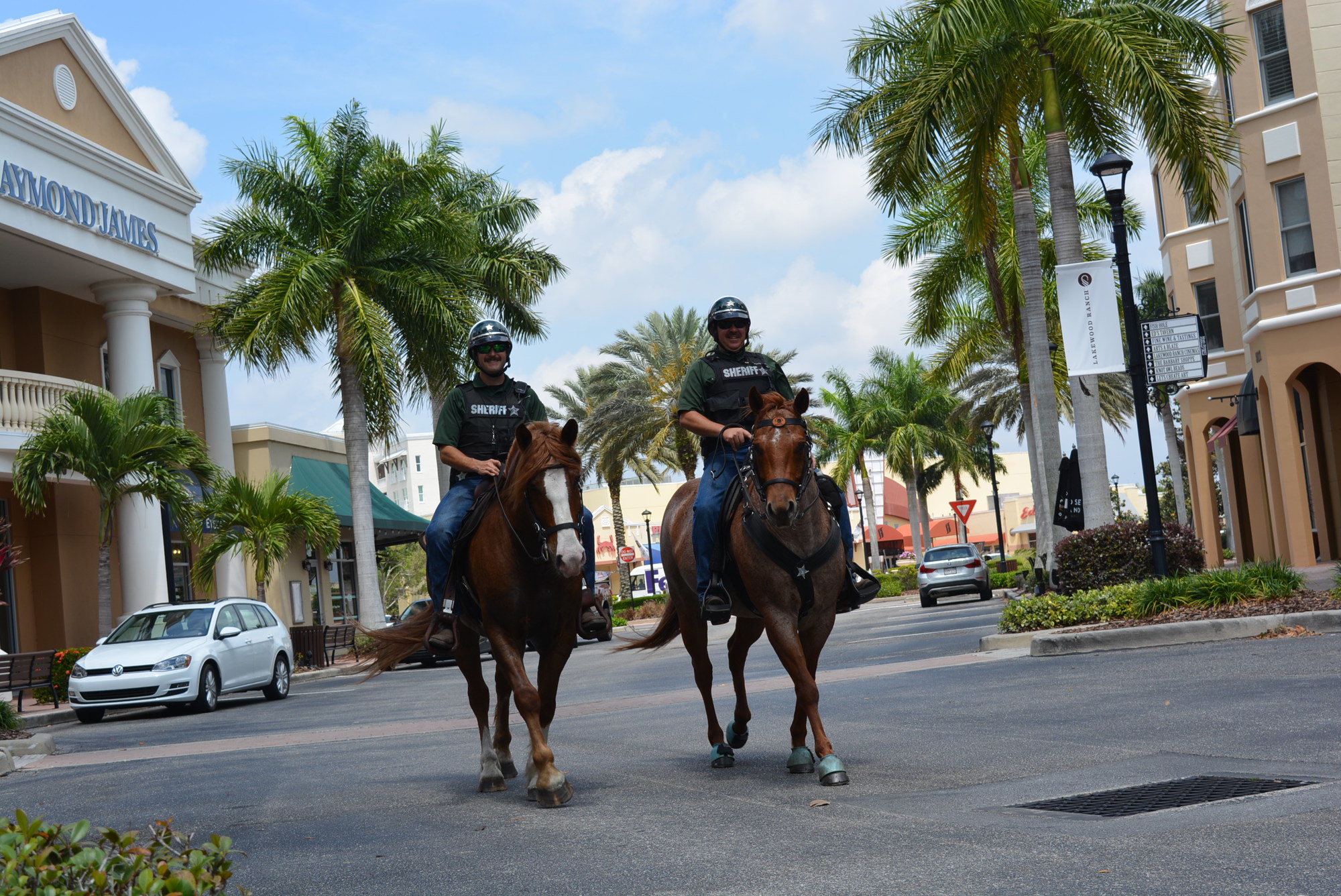 Manatee County Sheriff's Office deputies Zach Bradley and Kevin Vreeland ride their horses, Jaxon and Gunny, respectively, through Main Street at Lakewood Ranch. Getting the horses working in new environments is important training