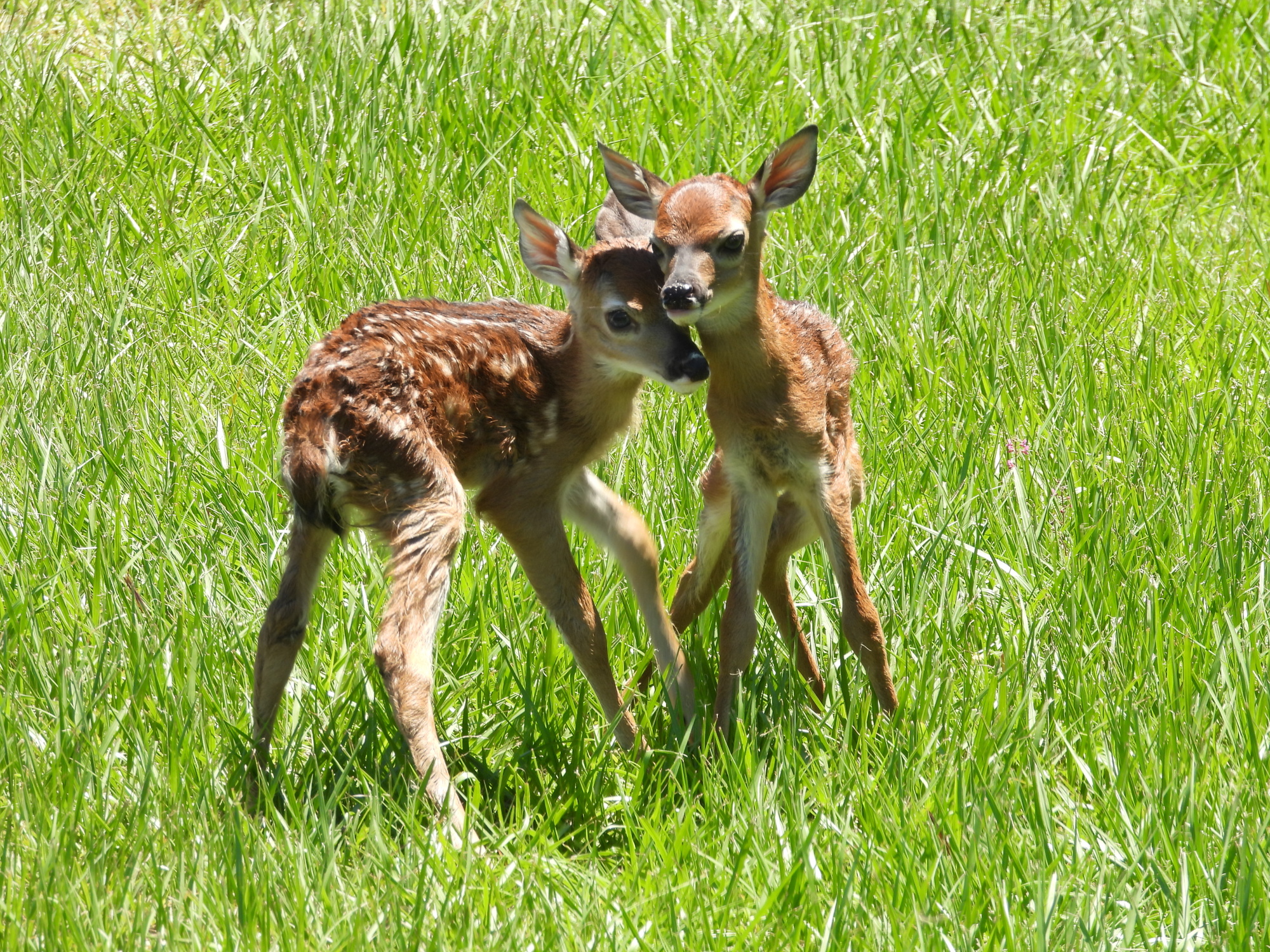 Twin fawns. Photo by Brian Lentz.