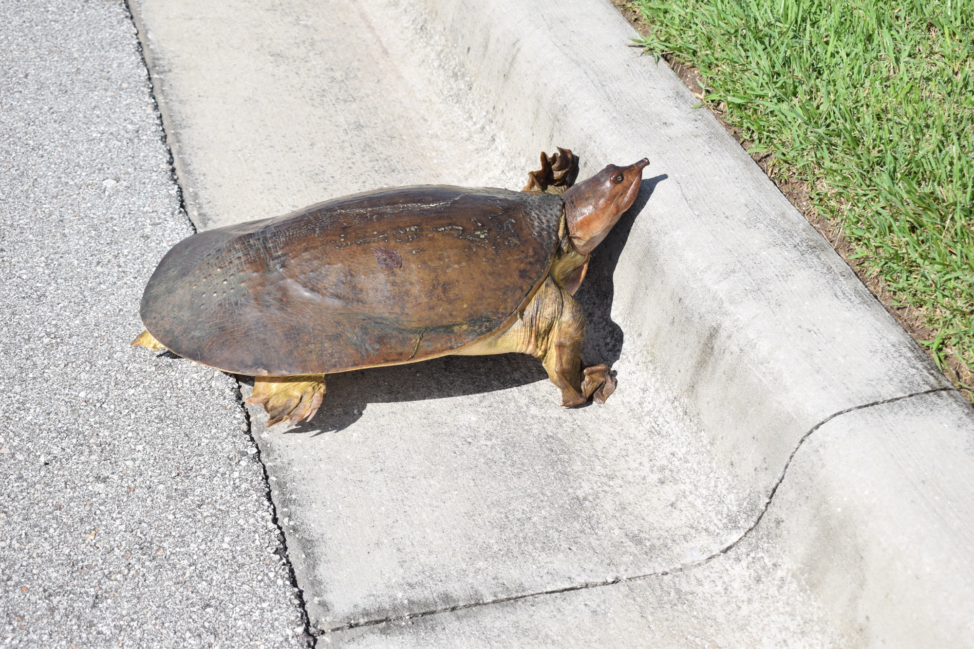 The rather high curb was the last obstacle between the turtle and grass that led to a lake.