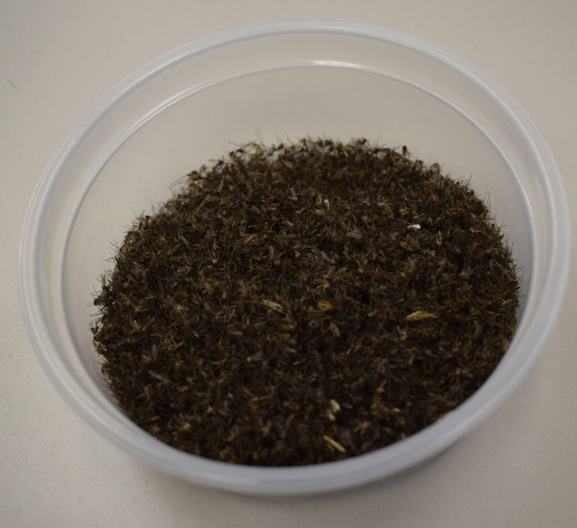 An 8-ounce container in the district's Palmetto facility holds approximately 10,000 dead mosquitos, trapped in one night.