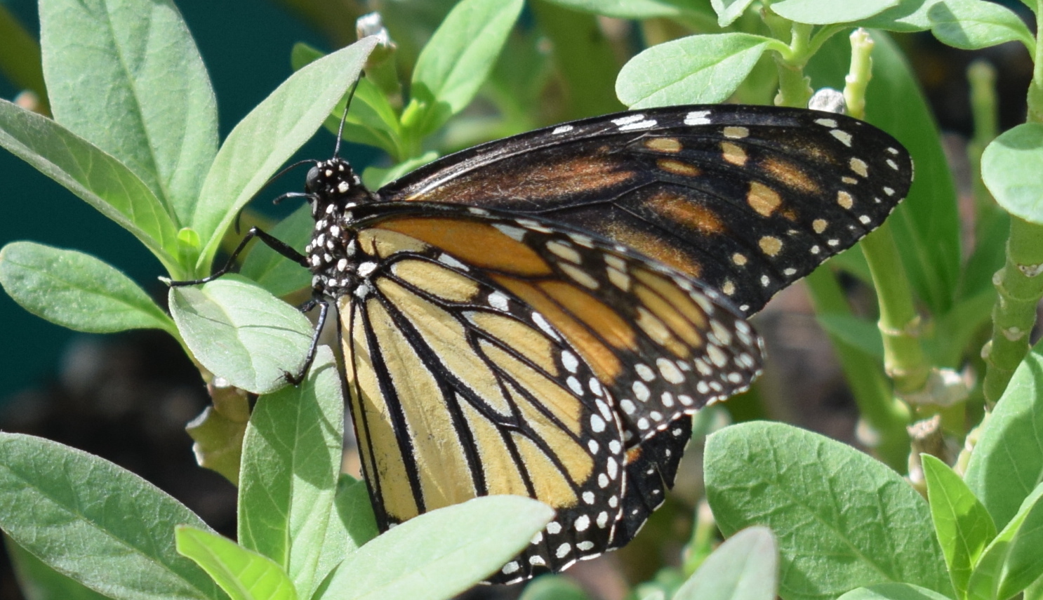 One of the Monarch butterflies raised by Donna and Robert Masters attached to a plant outside their home.