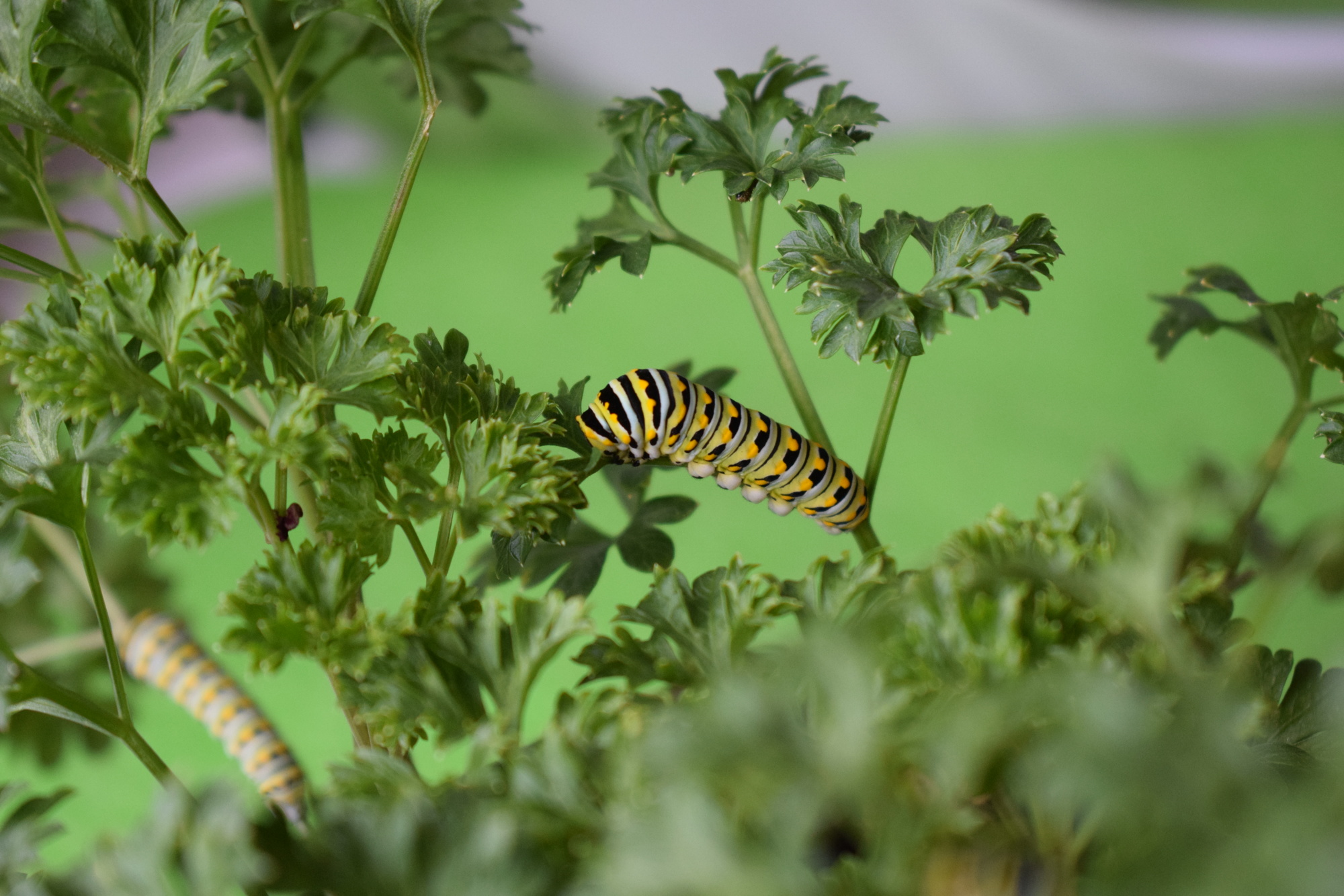 Monarch caterpillars eat between eight to 16 leaves a day.