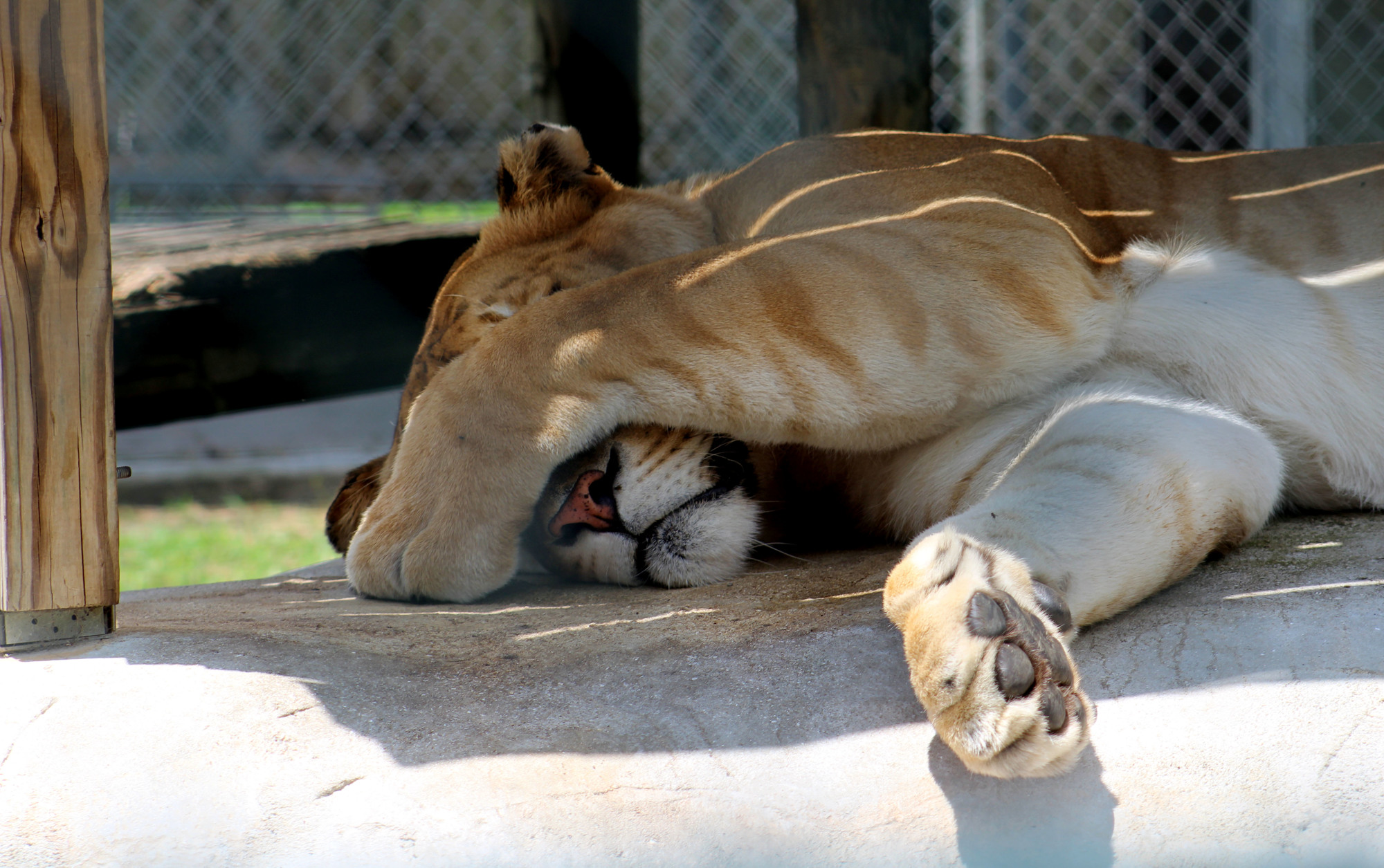 In addition to tigers, the sanctuary also features ligers and lions. 
