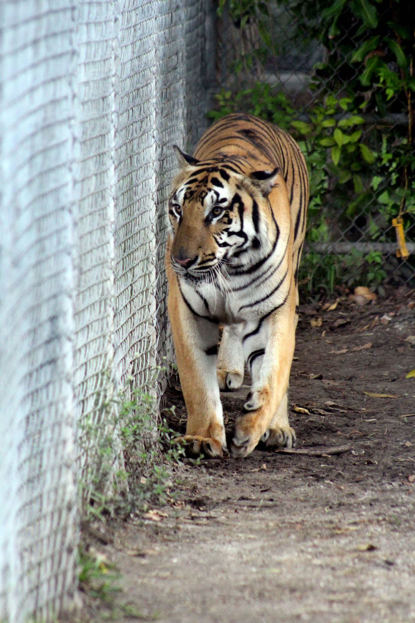 The sanctuary is home to 55 big cats. 