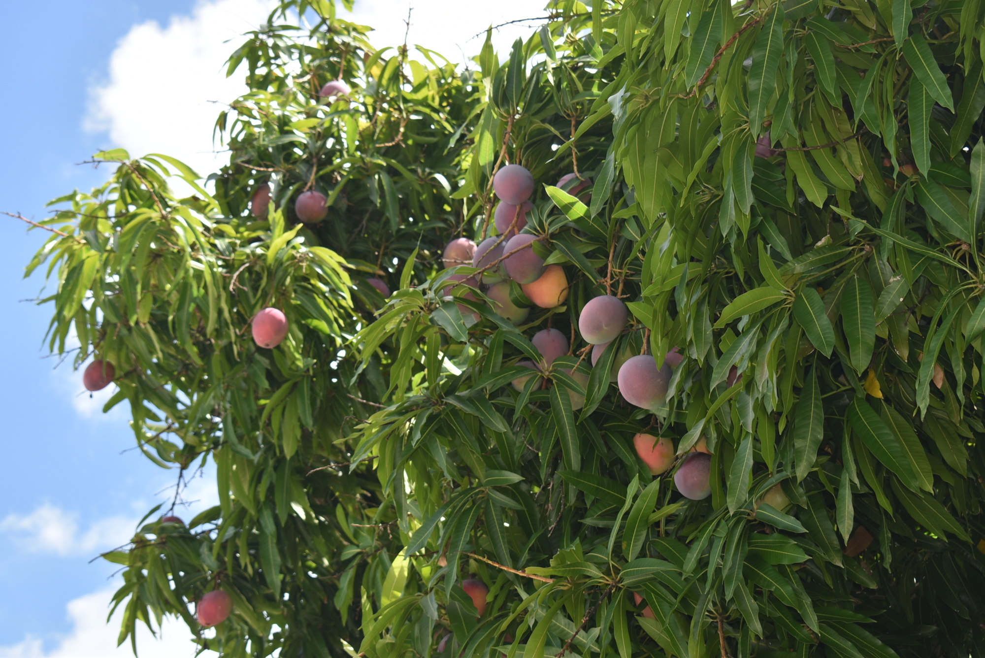 Mangoes cluster up high.