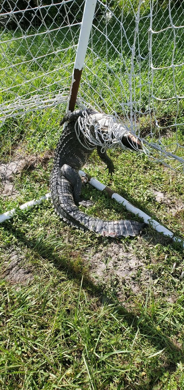The alligator got tangled in a soccer net Sunday.