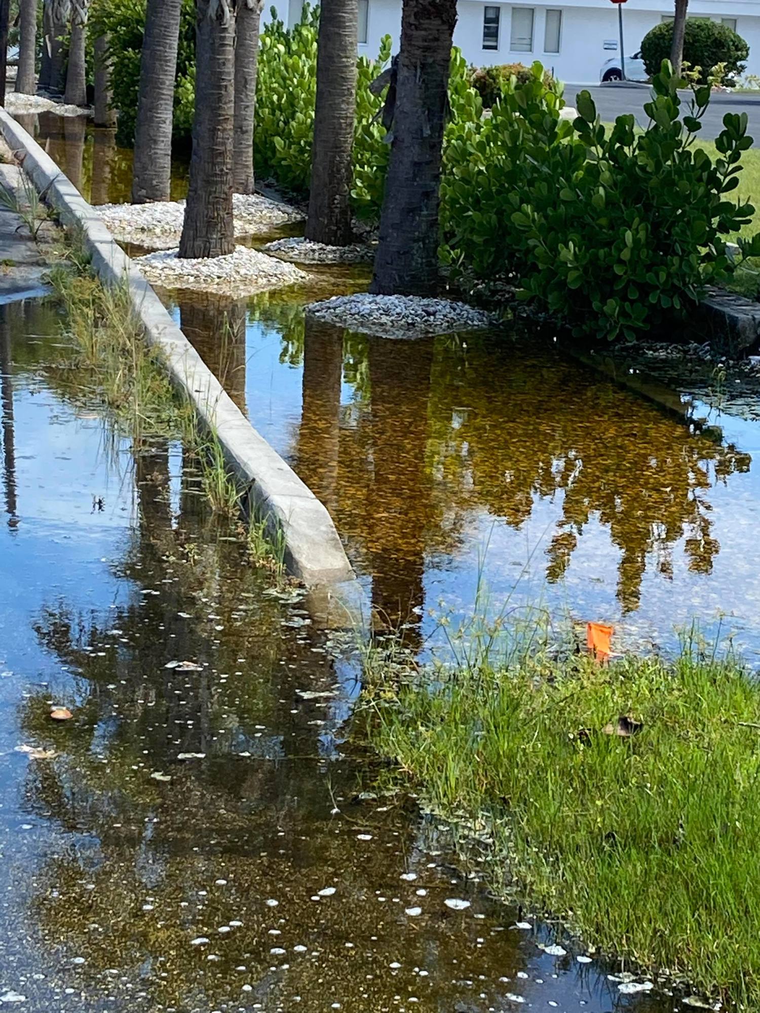 The bioswale between Ross Toussaint's property and Christ Church of Longboat Key was filled with stormwater runoff on July 25. Photo Credit: Ross Toussaint