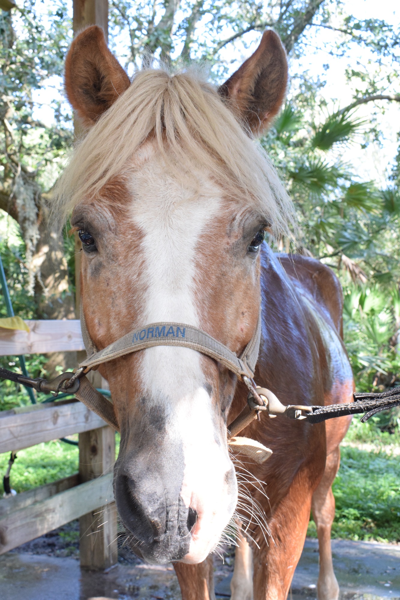 Norman is a 17-year-old haflinger horse. He is the barn greeter and loves to talk.