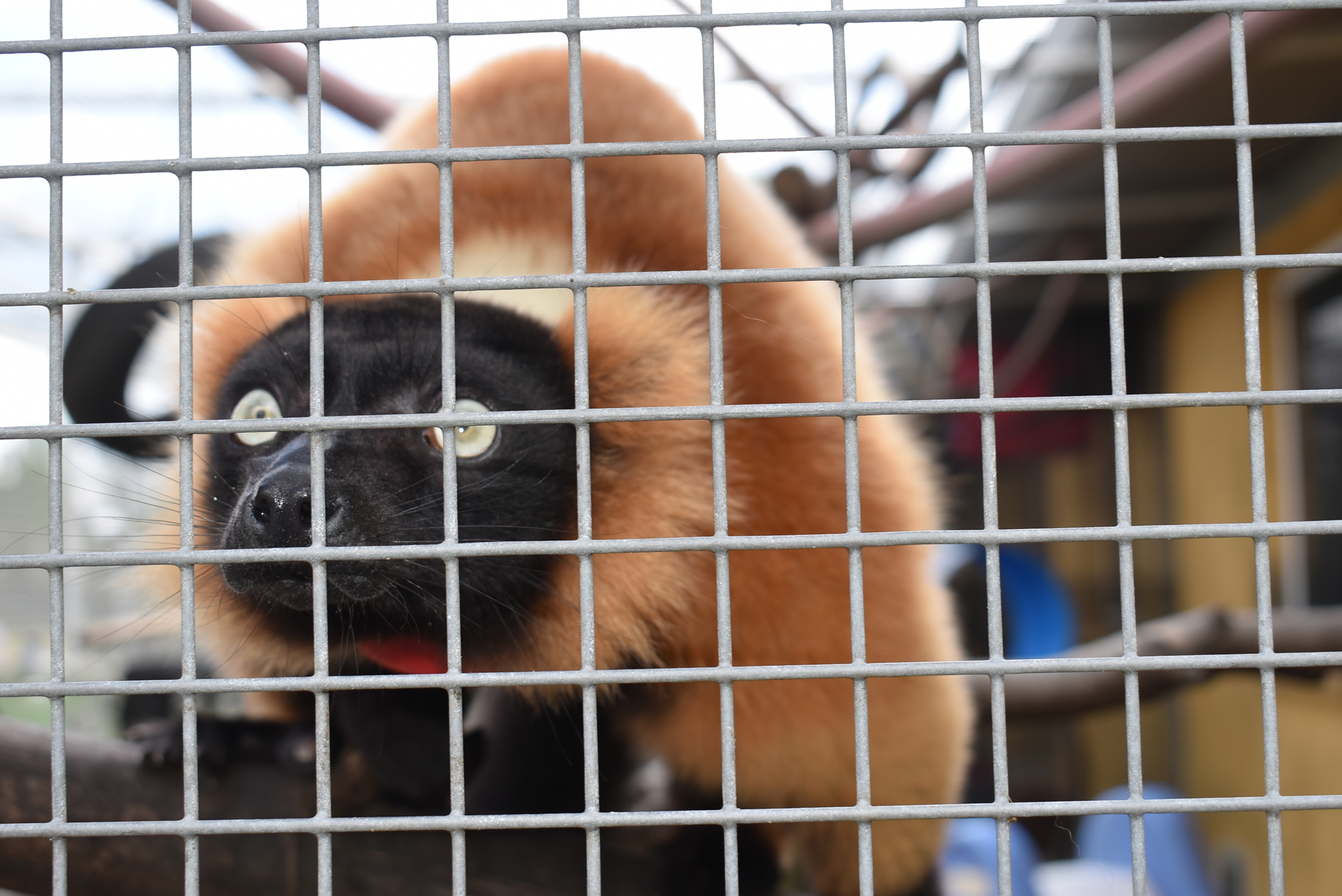 Rivotra is a male, 12-year-old red ruffed lemur. Red ruffed lemurs are one of two critically endangered species (along with mongoose lemurs) housed at the Lemur Conservation Foundation.