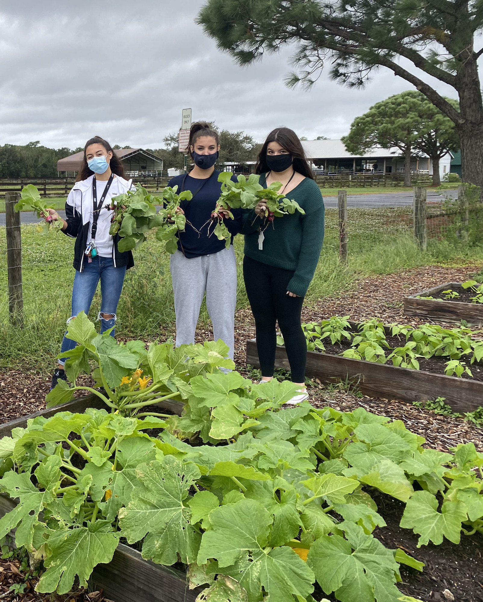 Agriscience Foundations students Madisyn Carsola, Tessa Dinapoli and Valerie Araujo follow Centers for Disease Control and Prevention guidelines while working in the garden. Courtesy photo.