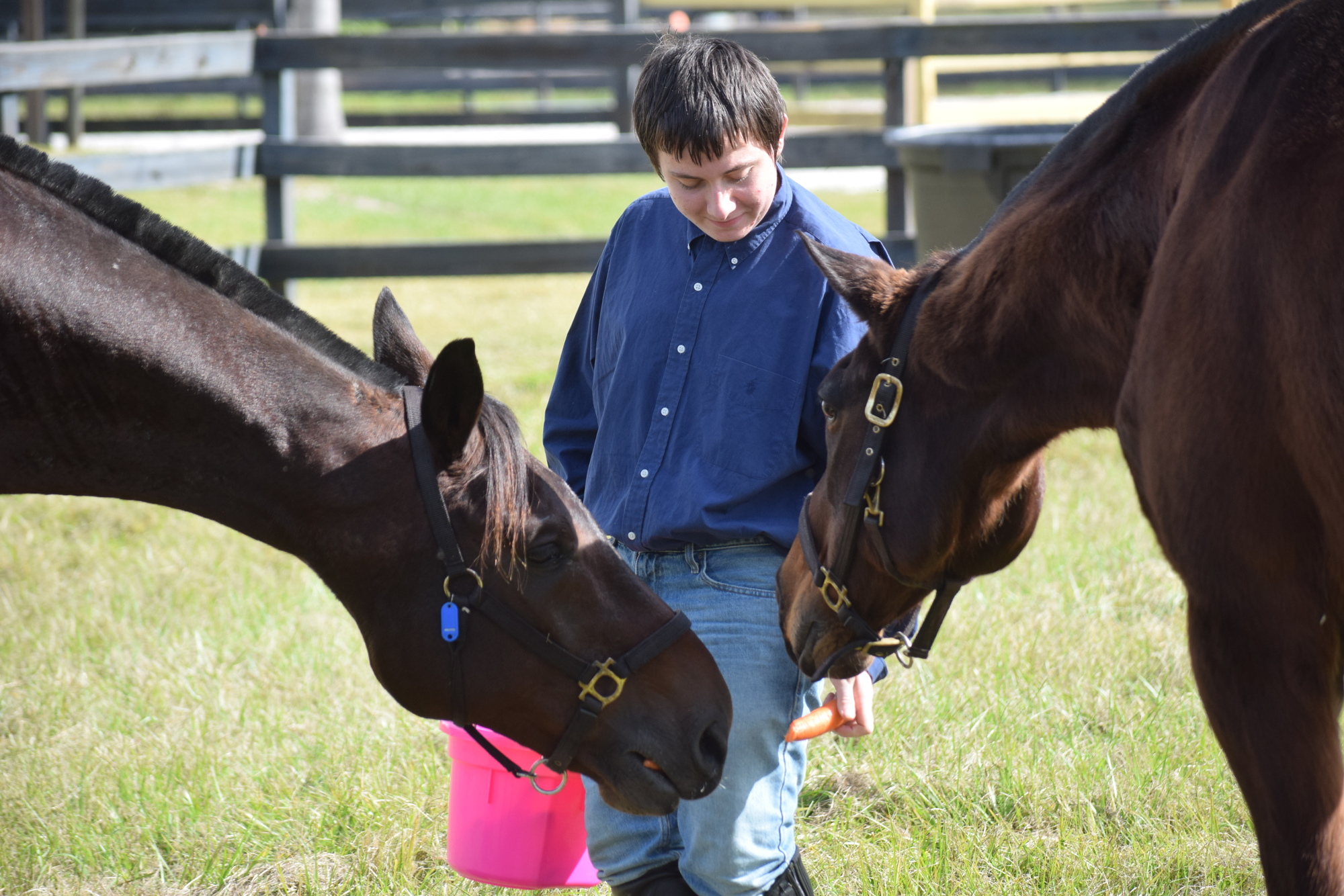 Matthew Marquez feeds Major and Valor, the two former Sheriff's Office horses, some carrots.
