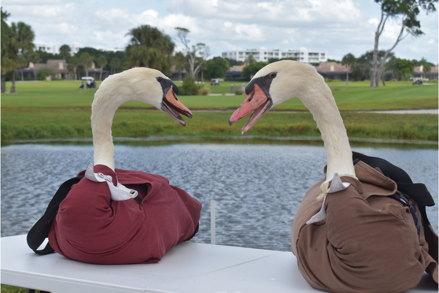 Chuck and Margie joined Longboat's swan population in November. File photo.